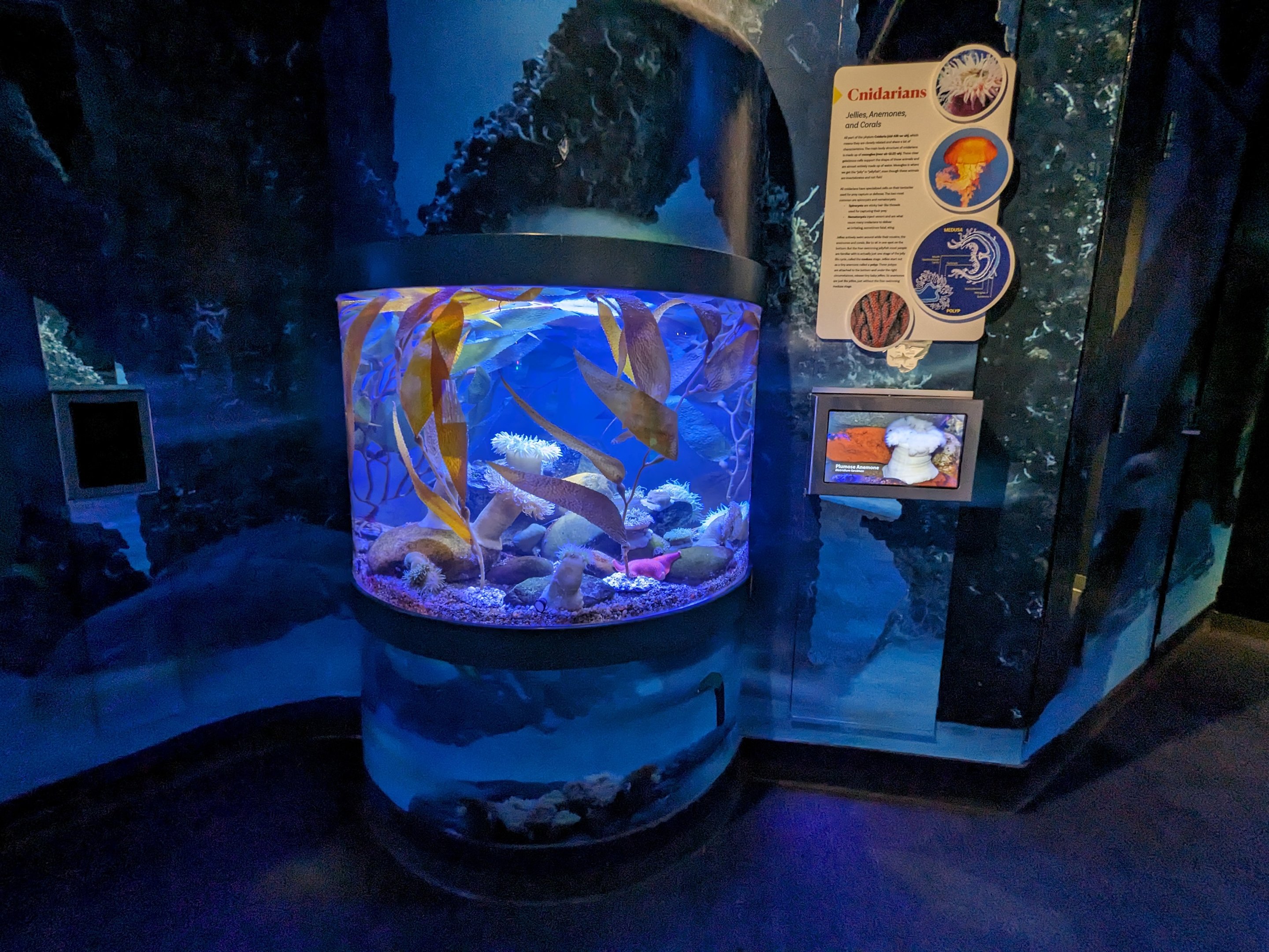 Gulf of Mexico - cnidarians