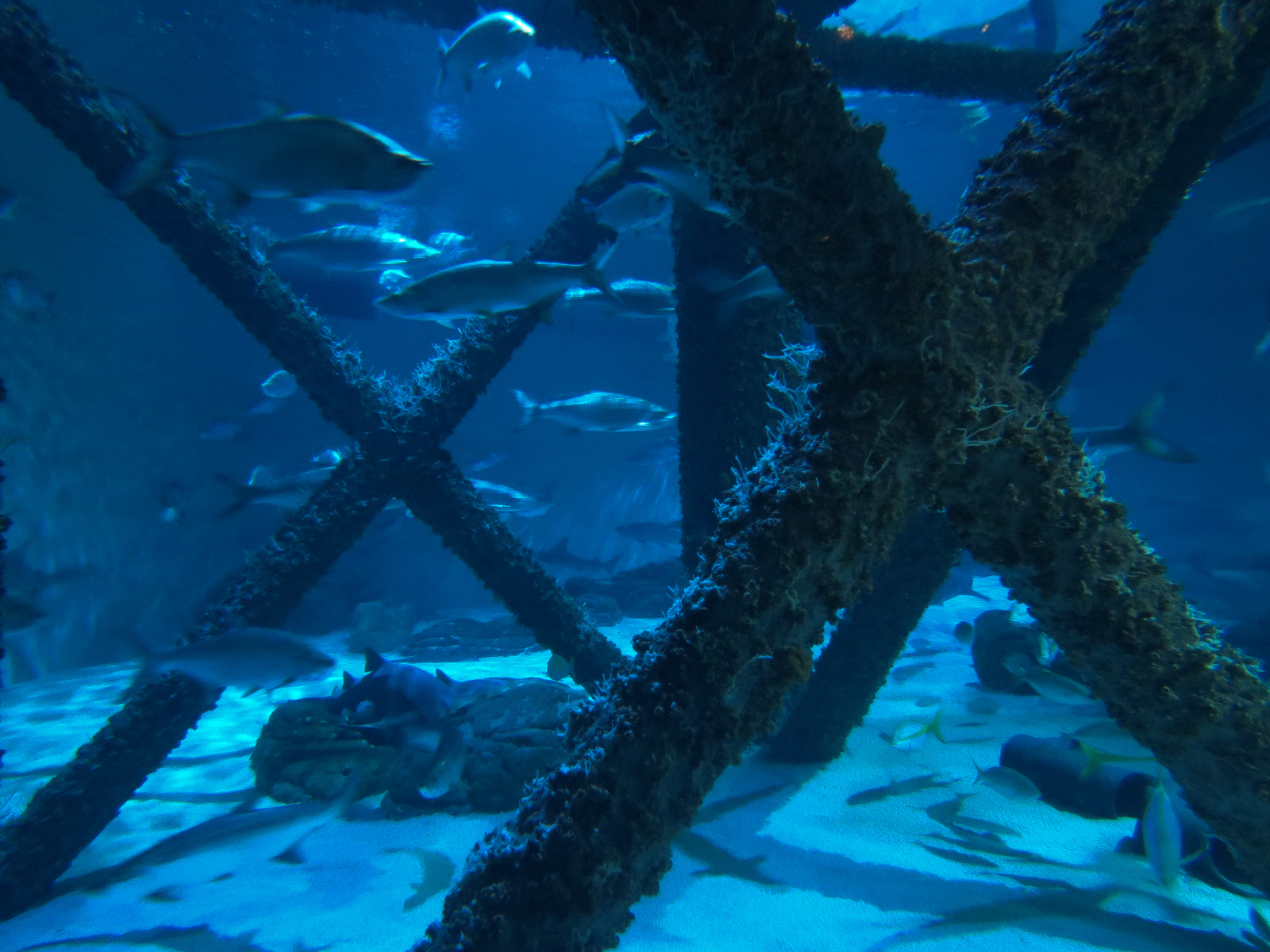 Gulf of Mexico Exhibit