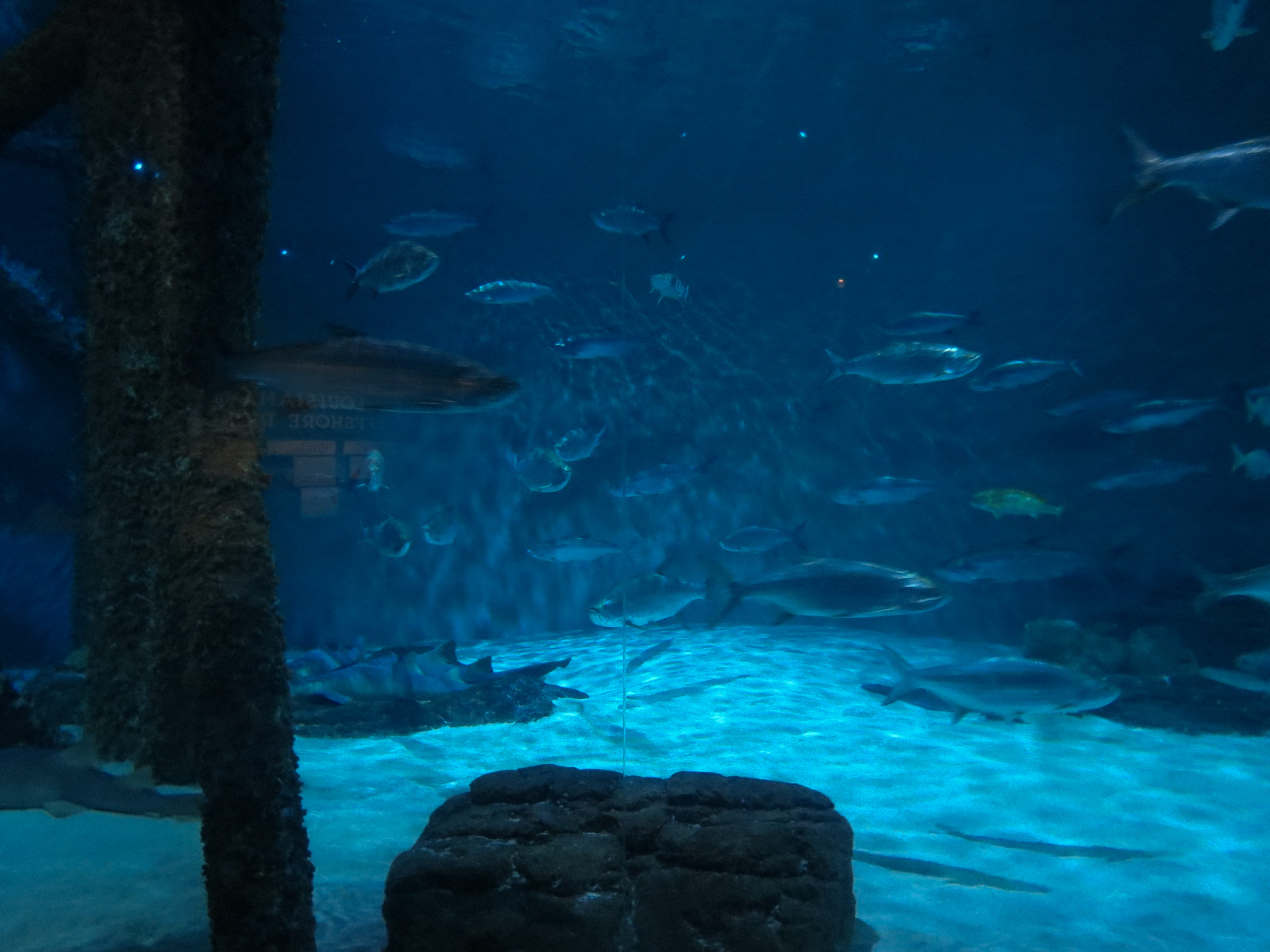 Gulf of Mexico Exhibit