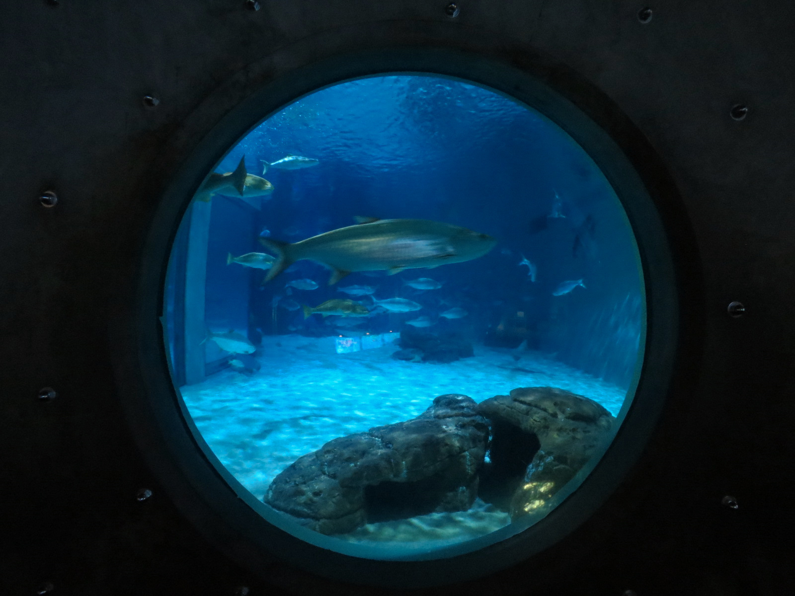 Gulf of Mexico Exhibit