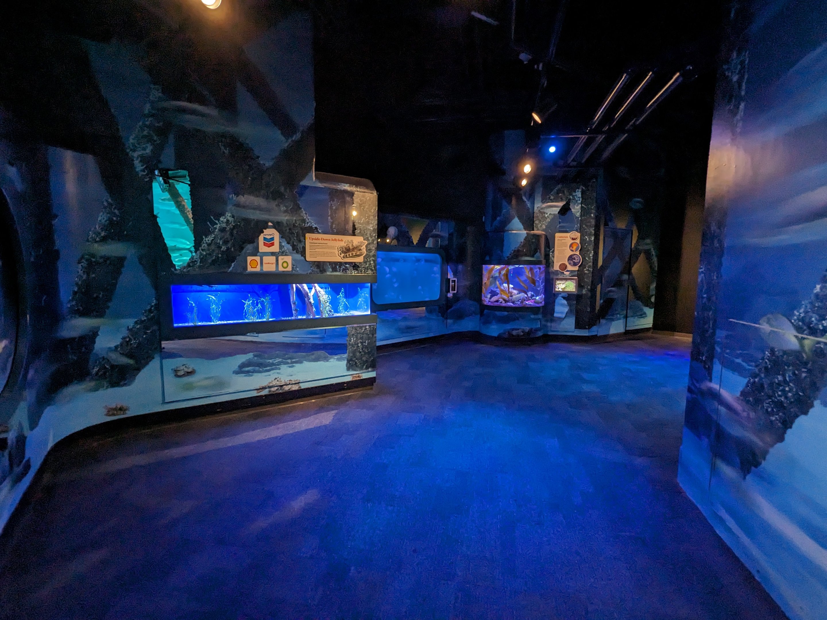 Gulf of Mexico - jellys