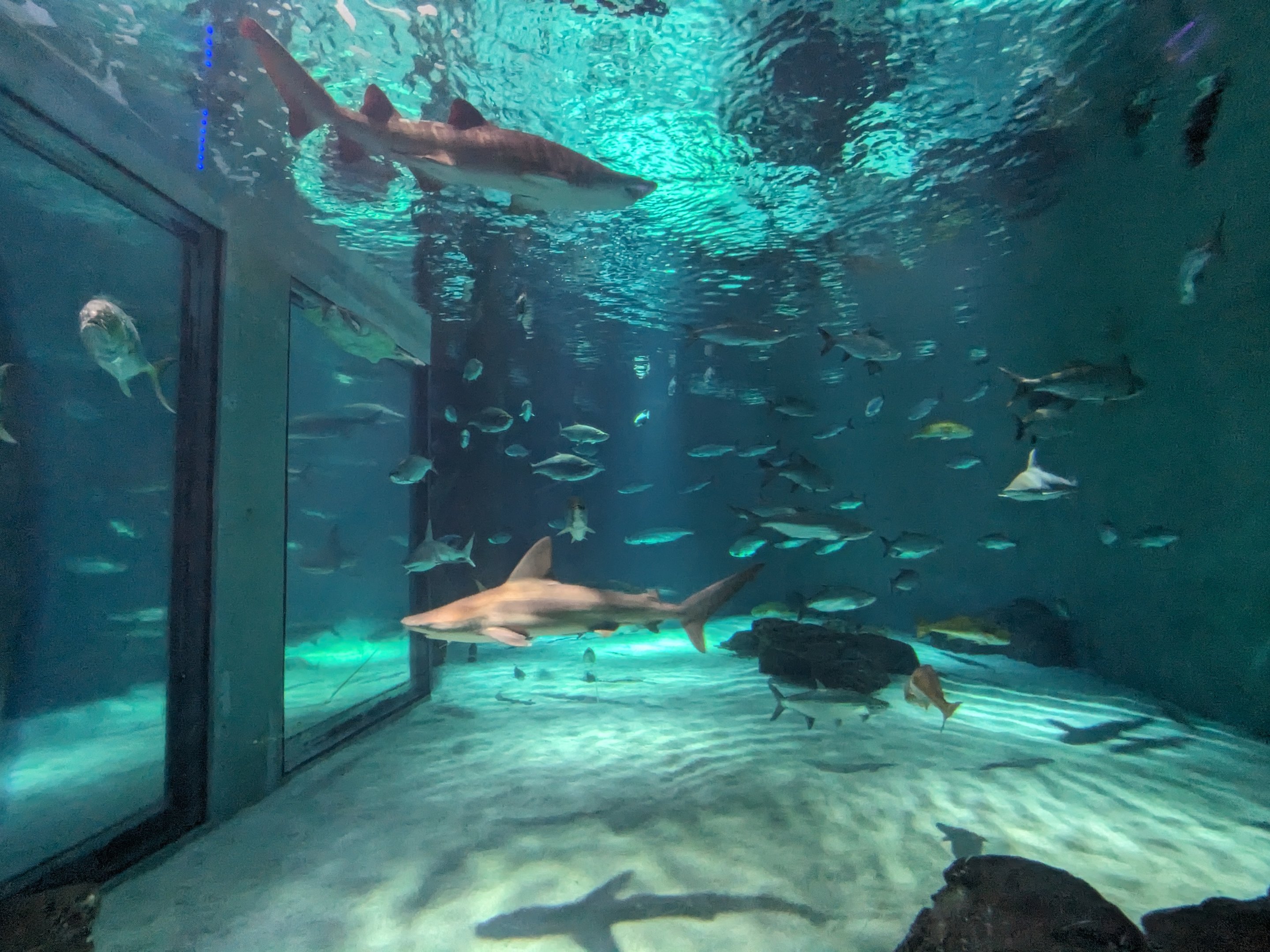 Gulf of Mexico - main tank (brown and Sand tiger sharks)