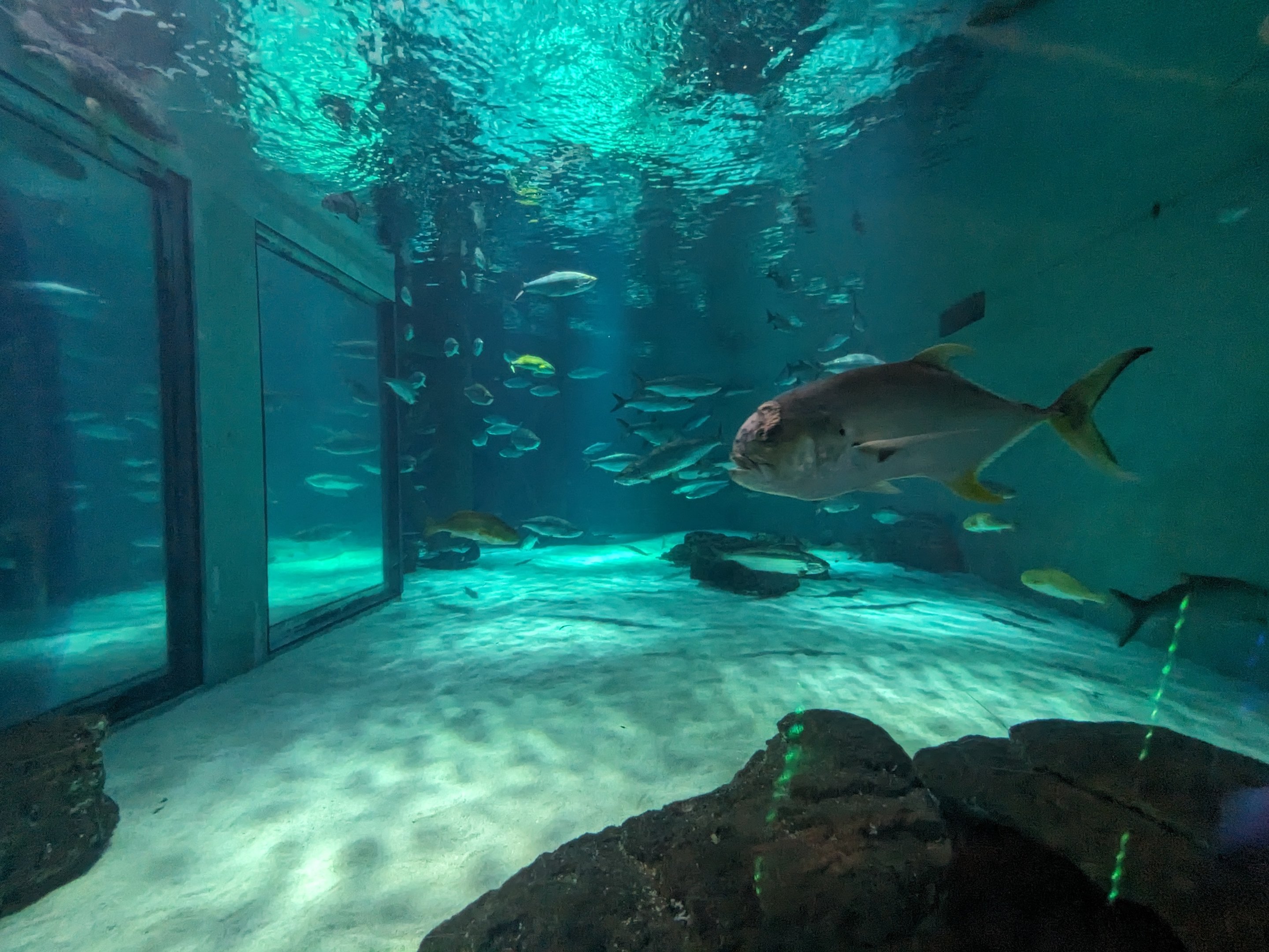 Gulf of Mexico - main tank