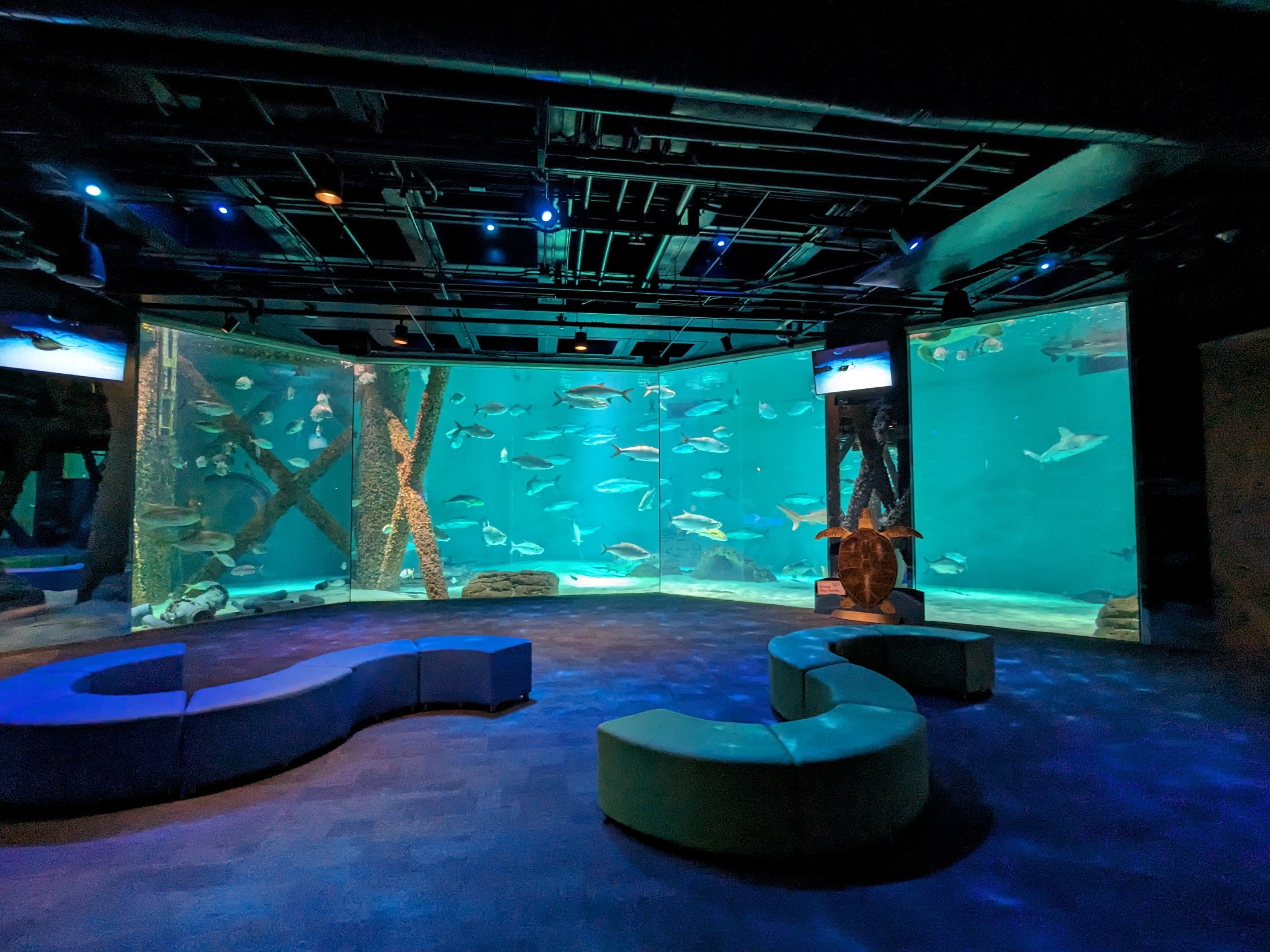 Gulf of Mexico - main tank