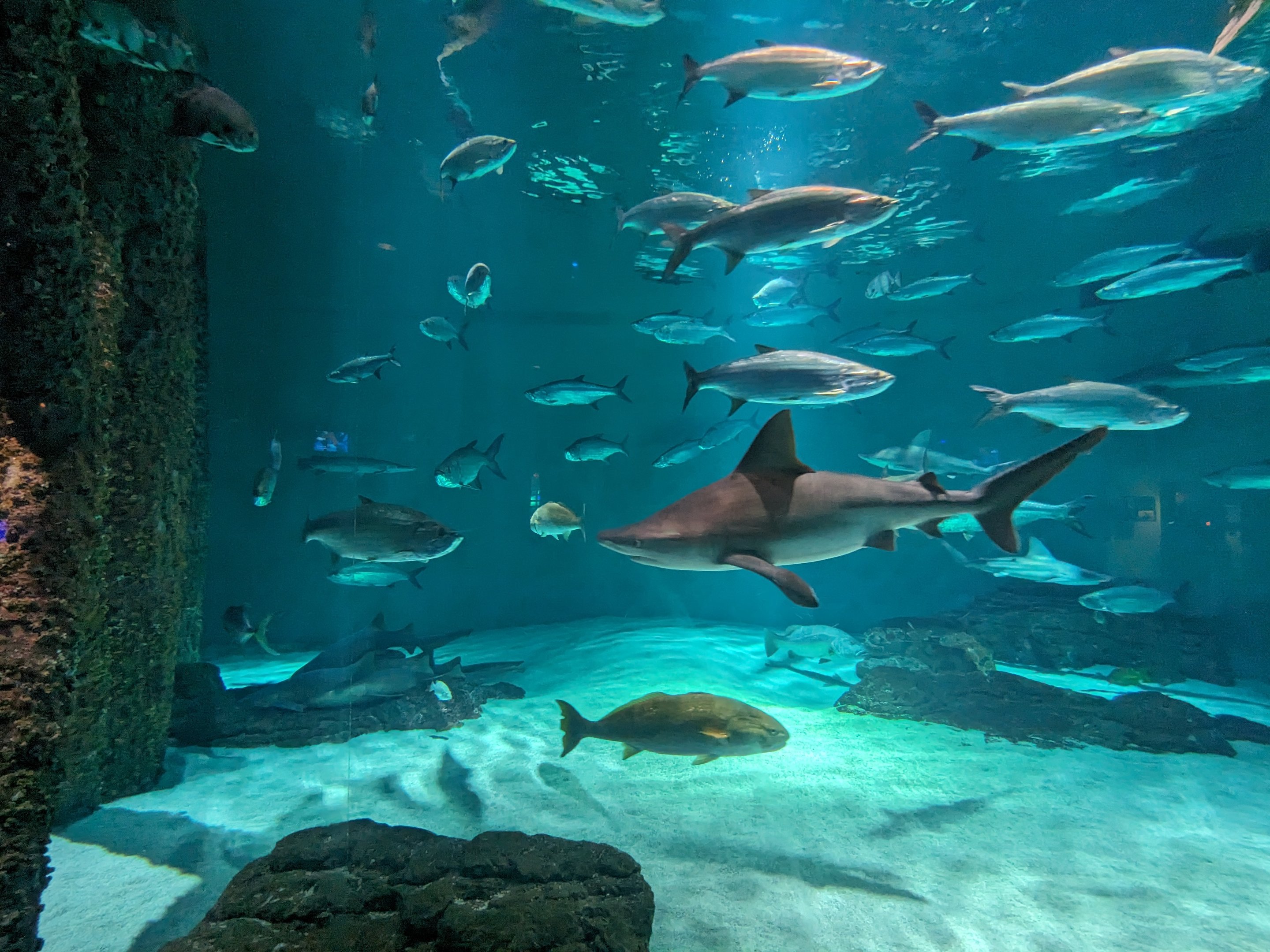 Gulf of Mexico - main tank