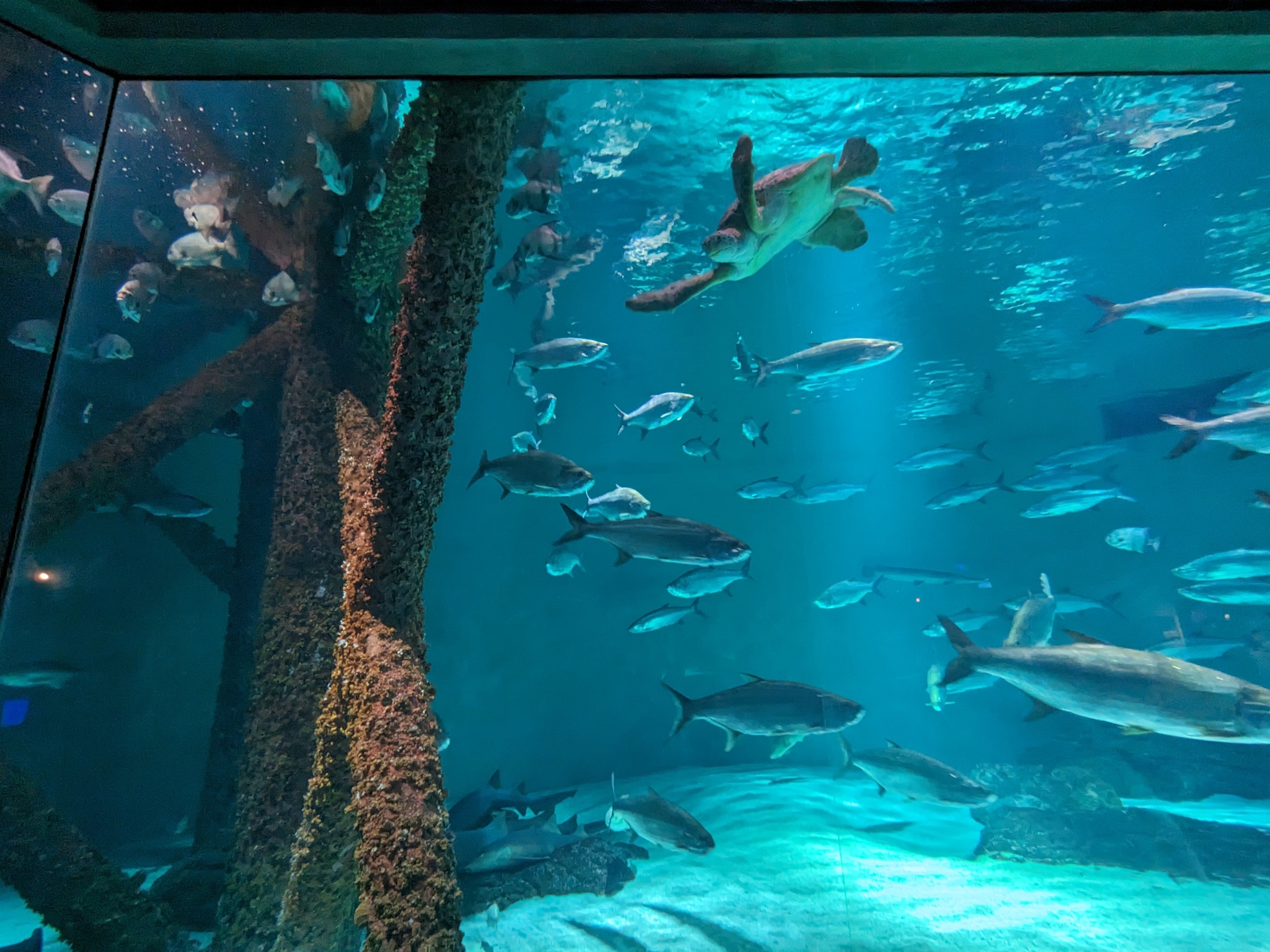 Gulf of Mexico - main tank