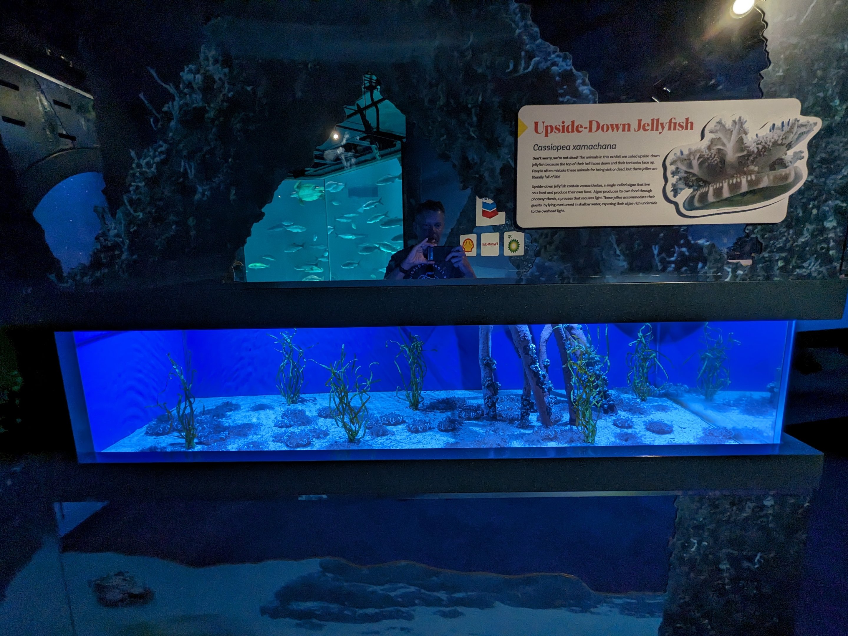 Gulf of Mexico -upside-down jellys