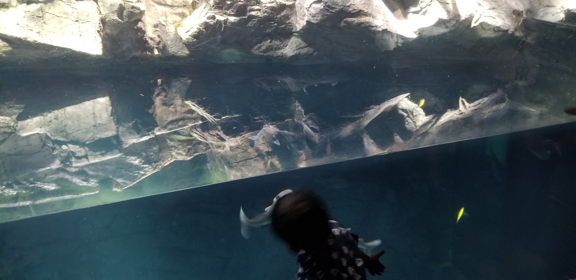 Gulf of Panama Exhibit