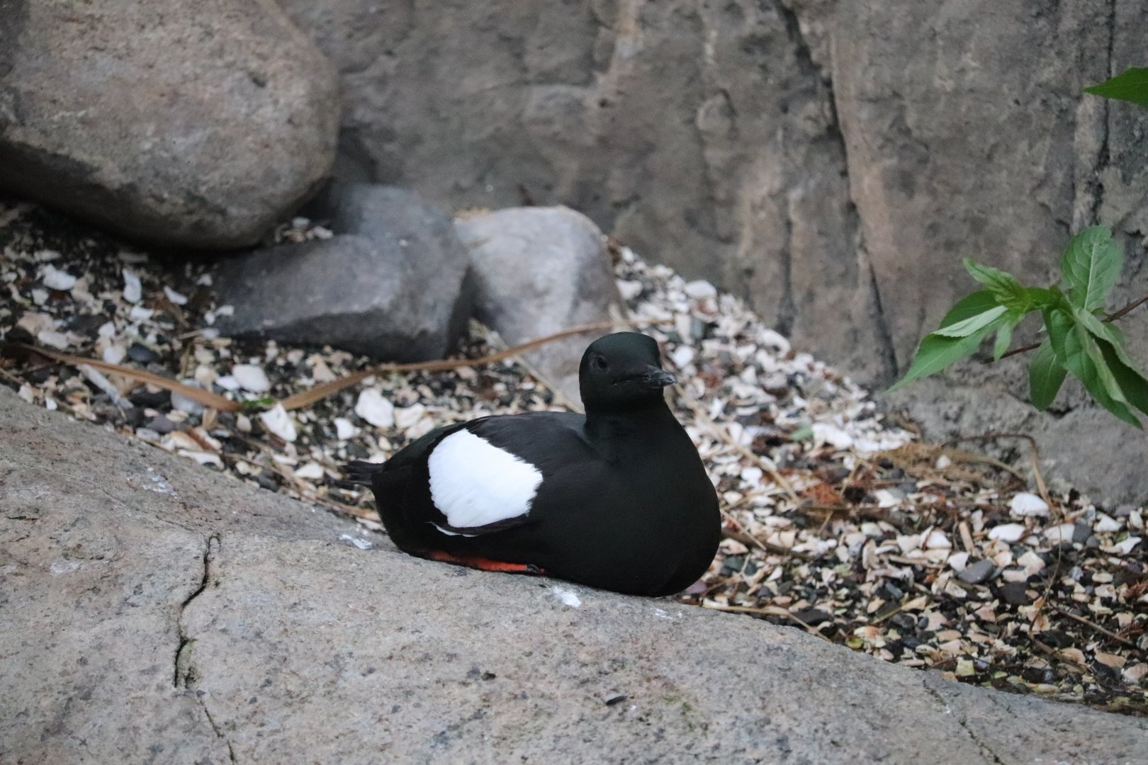 Gulf of St. Lawrence - Black Guillemot