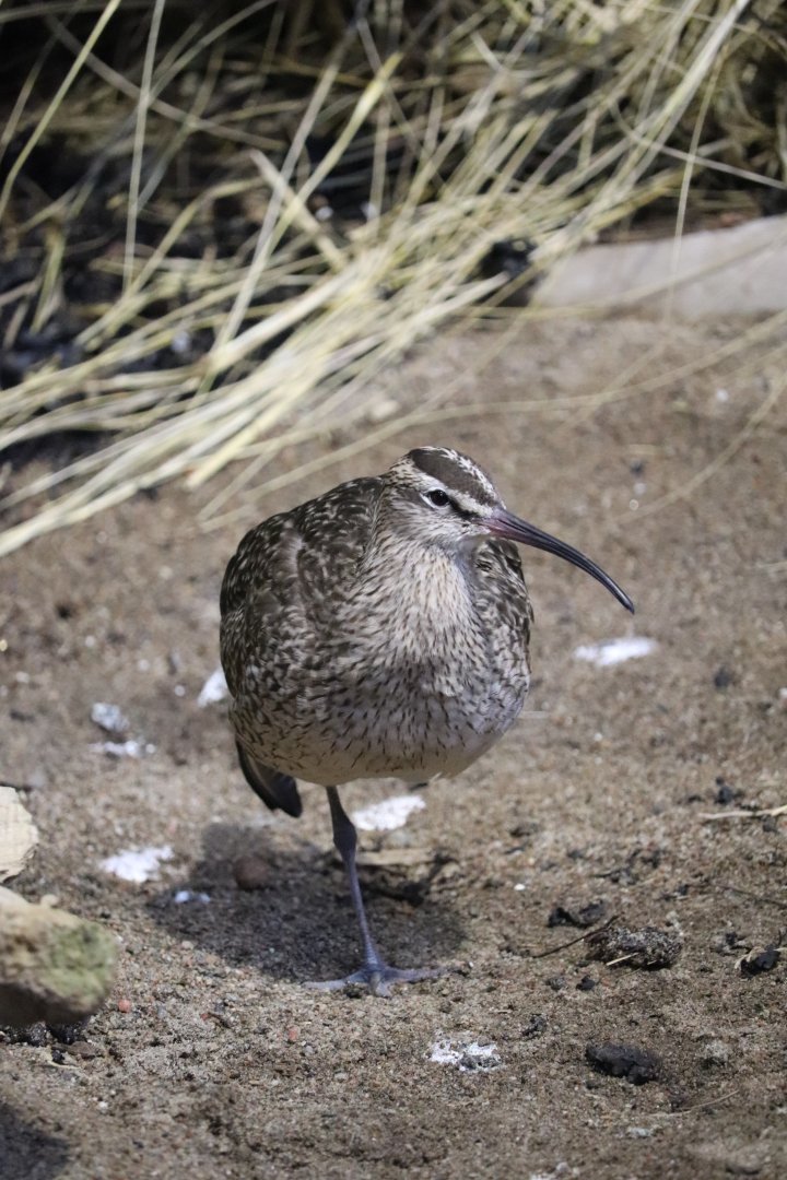 Gulf of St. Lawrence - Whimbrel