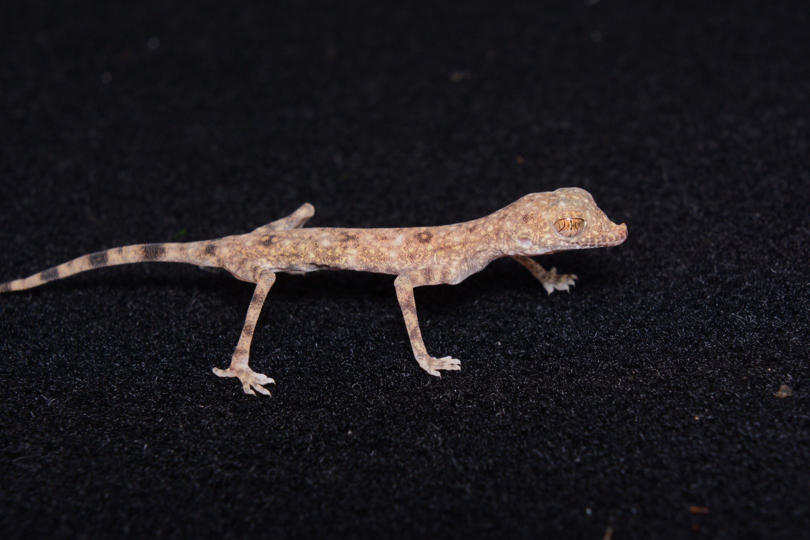 Gulf sand gecko (Pseudoceramodactylus khobarensis)