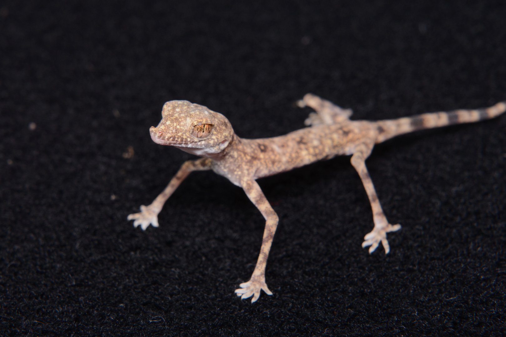 Gulf sand gecko (Pseudoceramodactylus khobarensis)