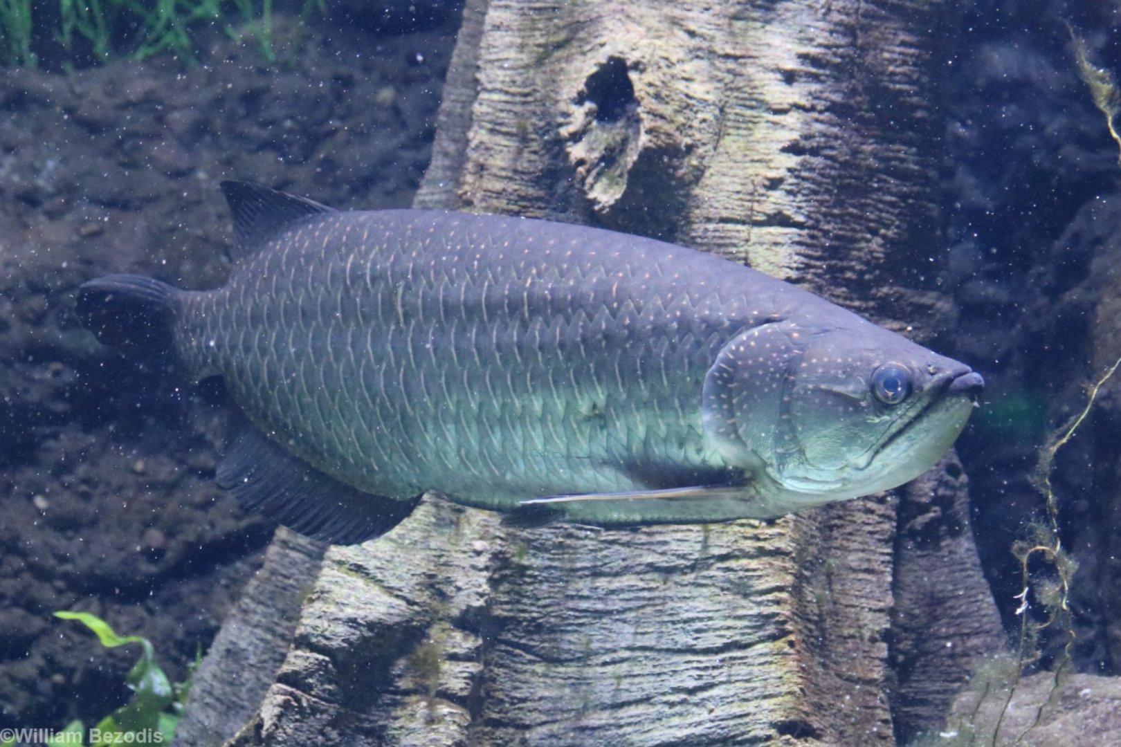 Gulf Saratoga (Jardini Arowana)