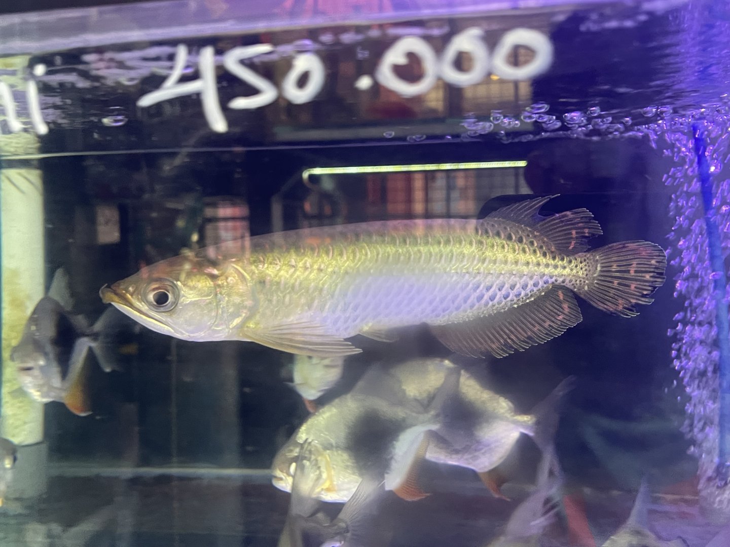 gulf saratoga (sceleropages jardinii)