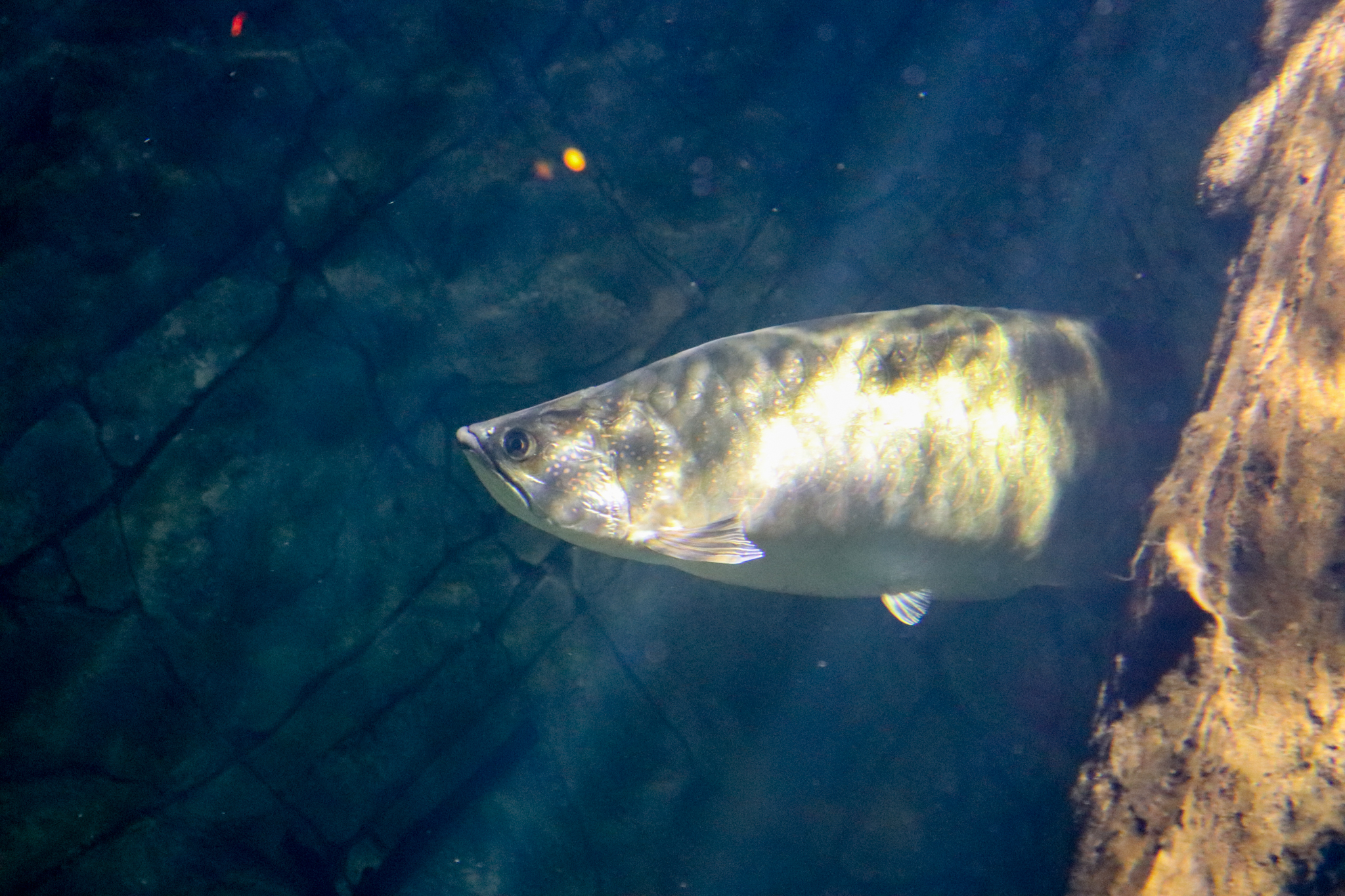 Gulf Saratoga (Scleropages jardinii) - December 2018