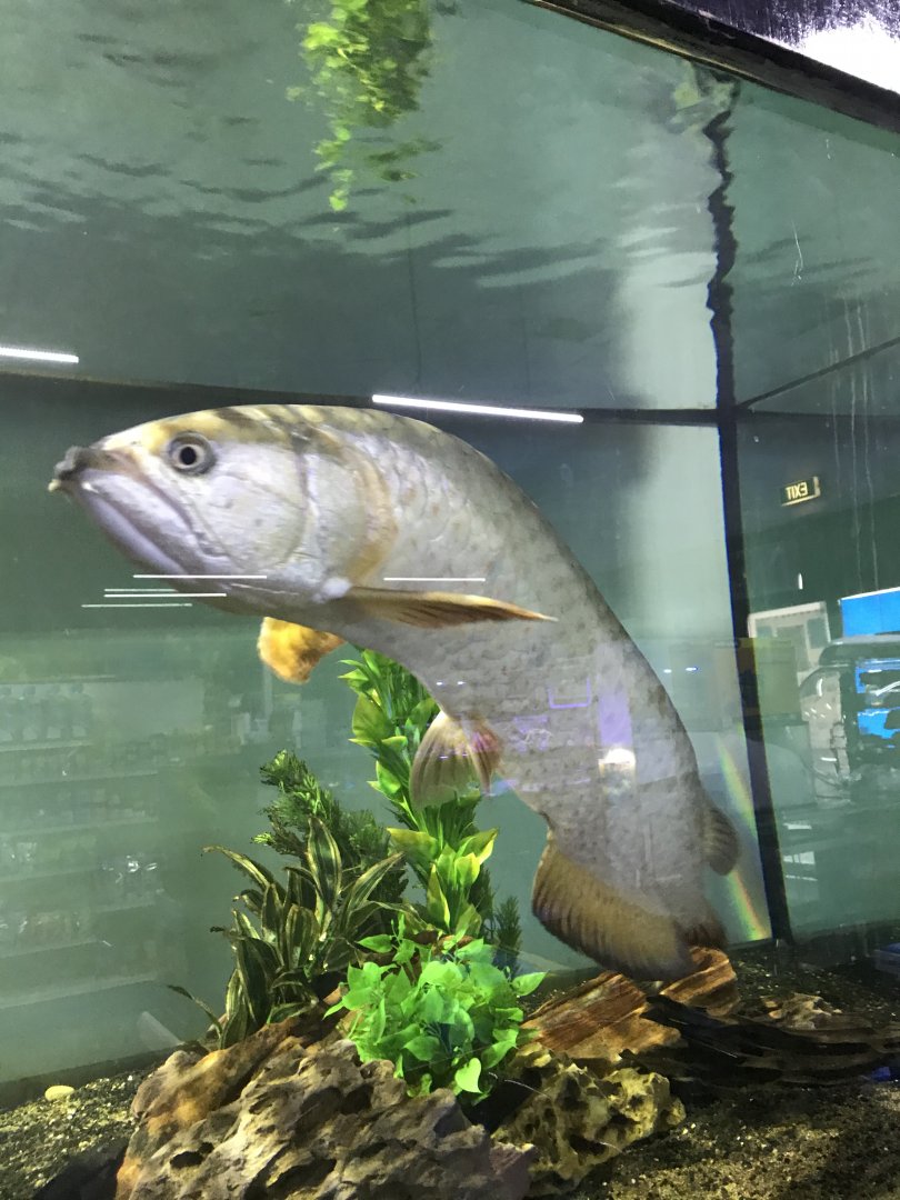 Gulf Saratoga (Scleropages jardinii)