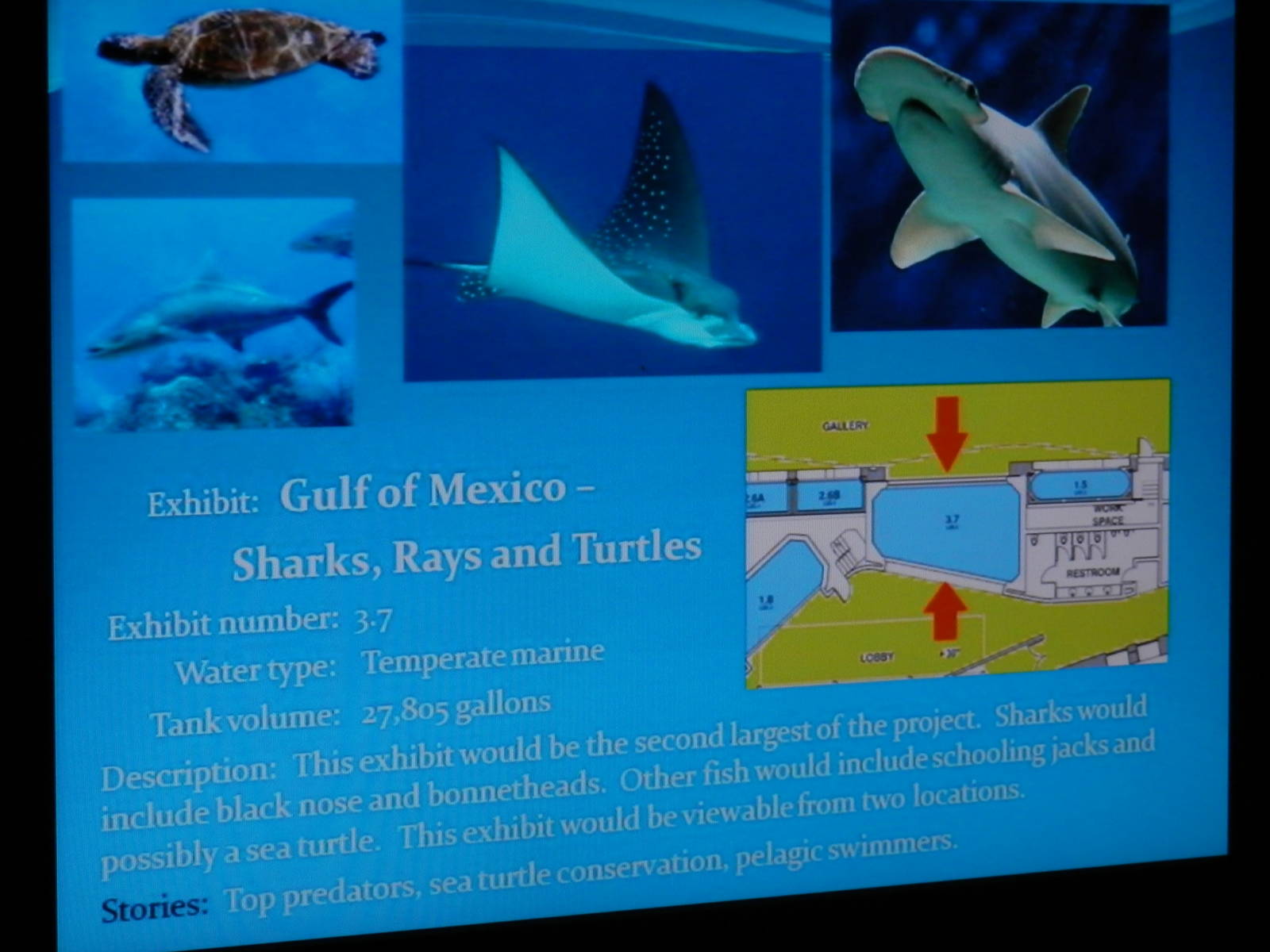Gulf sharks, rays and turtles