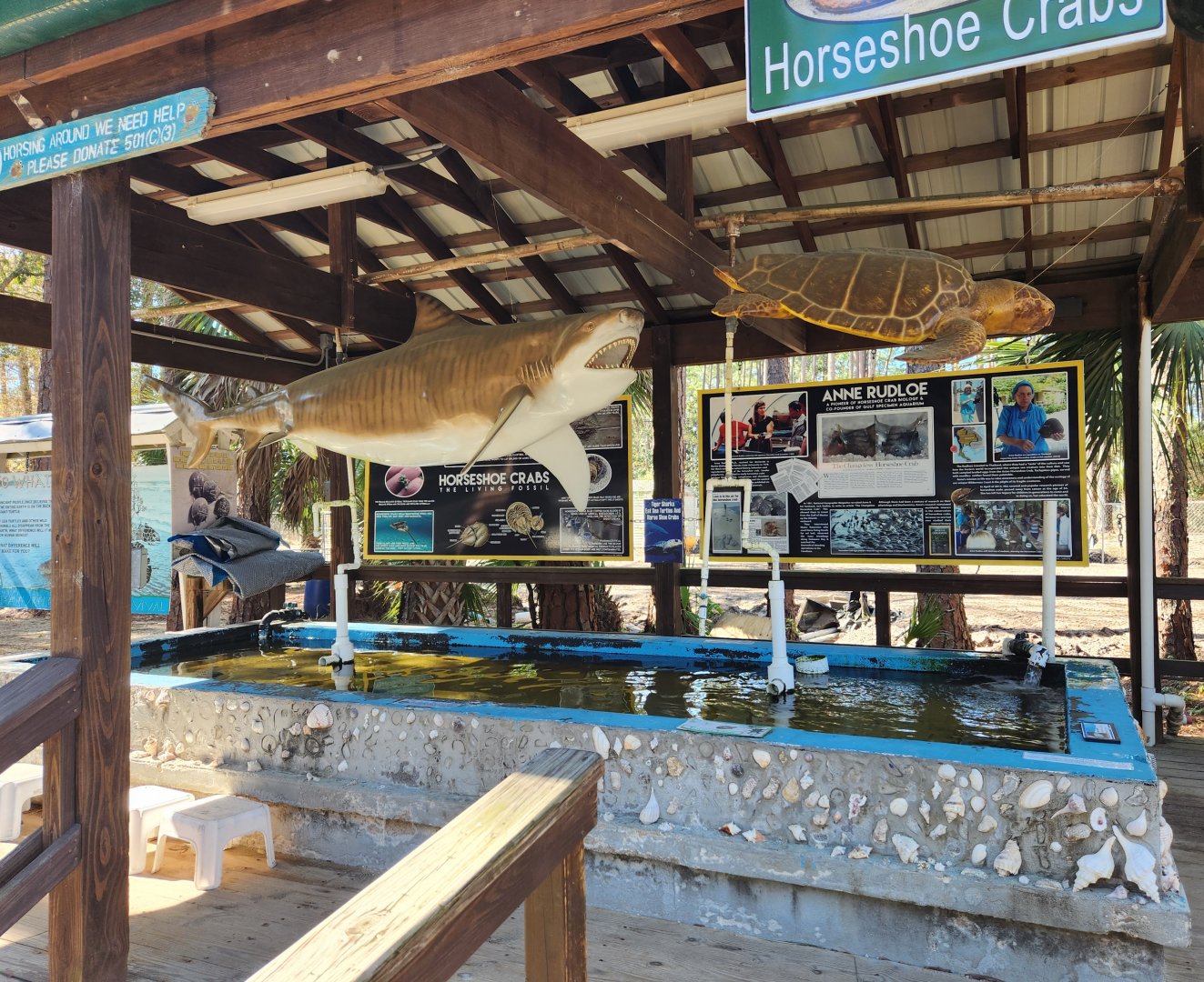 Gulf Specimen Aquarium - Another touch tank