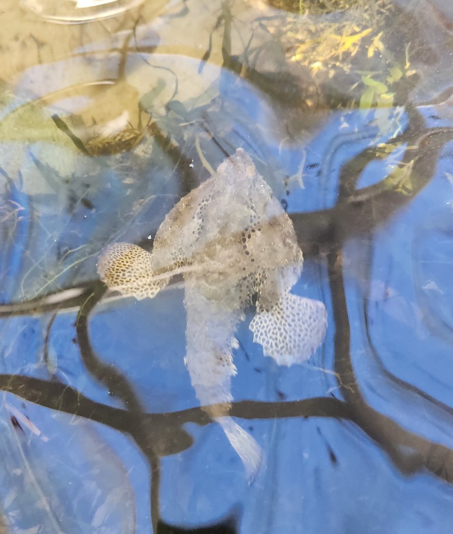 Gulf Specimen Aquarium - Batfish