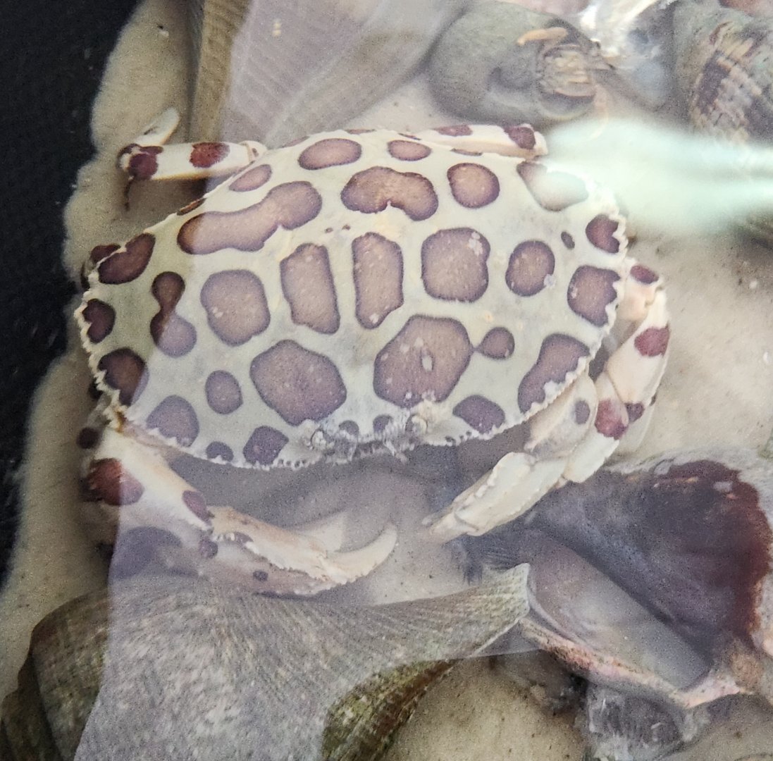 Gulf Specimen Aquarium - Calico Crab
