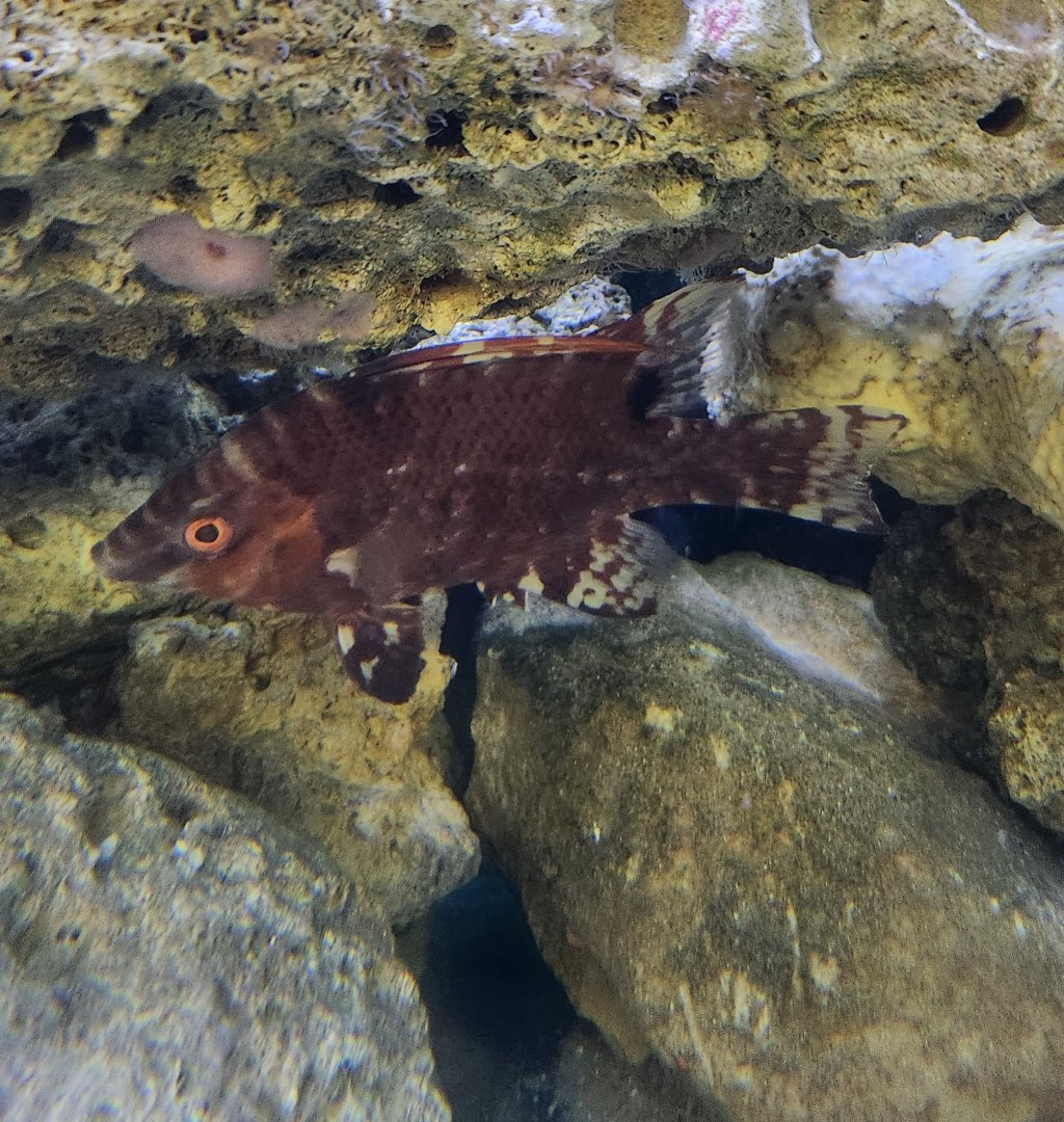 Gulf Specimen Aquarium - Fish