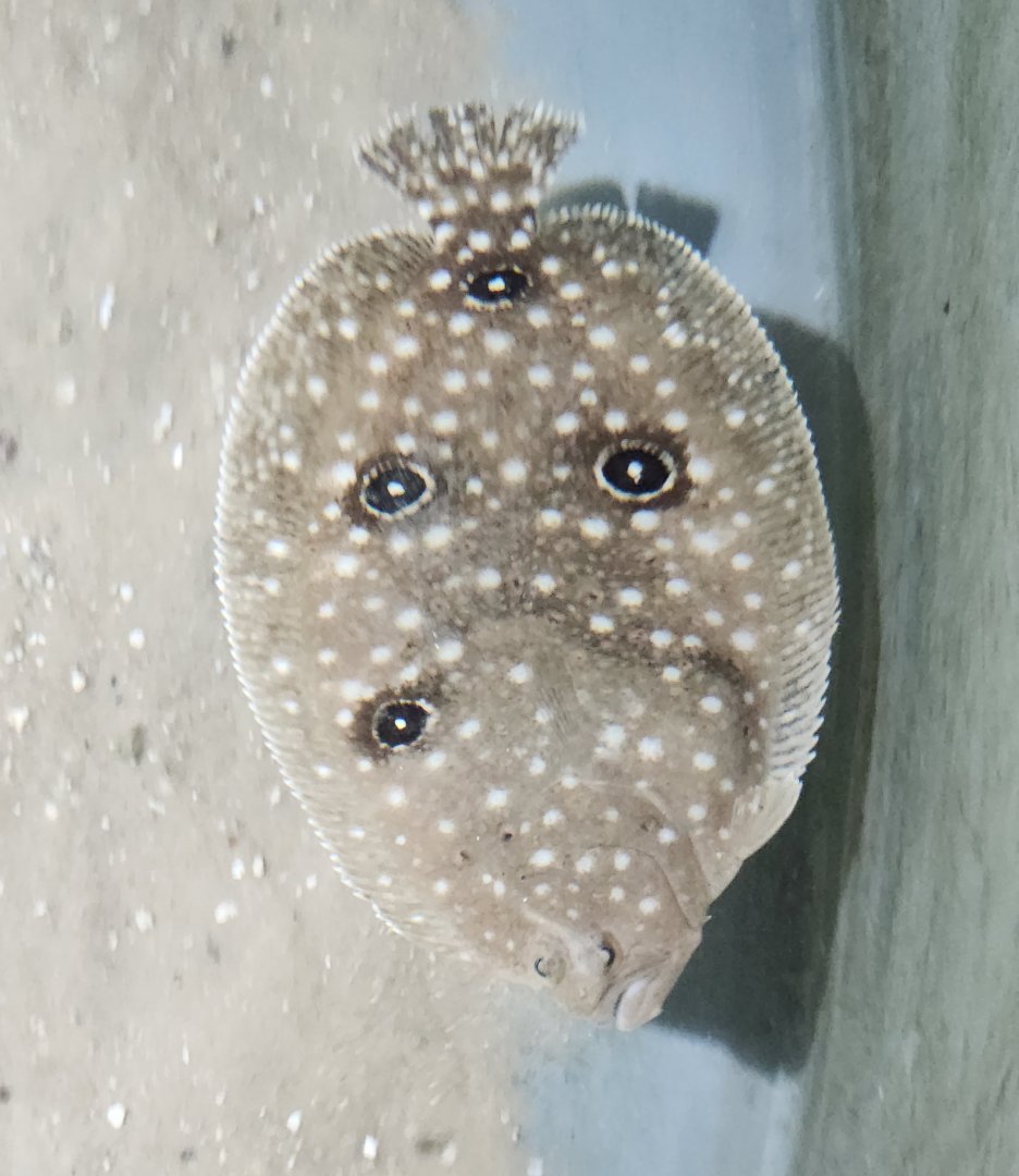 Gulf Specimen Aquarium - Flounder