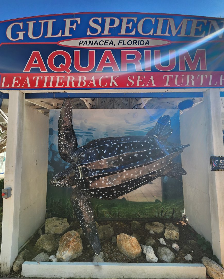 Gulf Specimen Aquarium -Leatherback Sea Turtle model