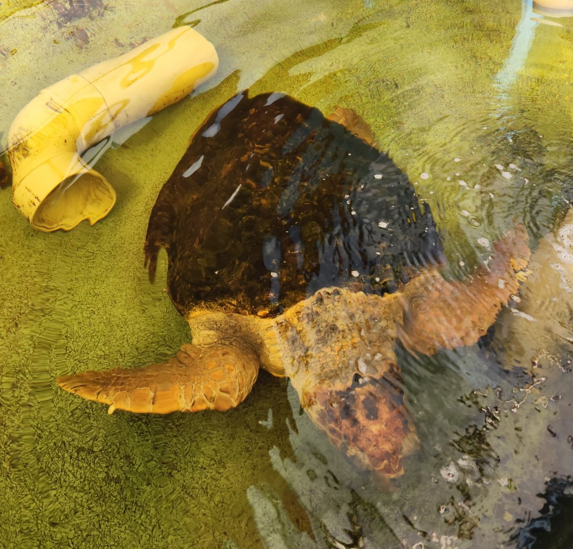 Gulf Specimen Aquarium - Loggerhead Sea Turtle
