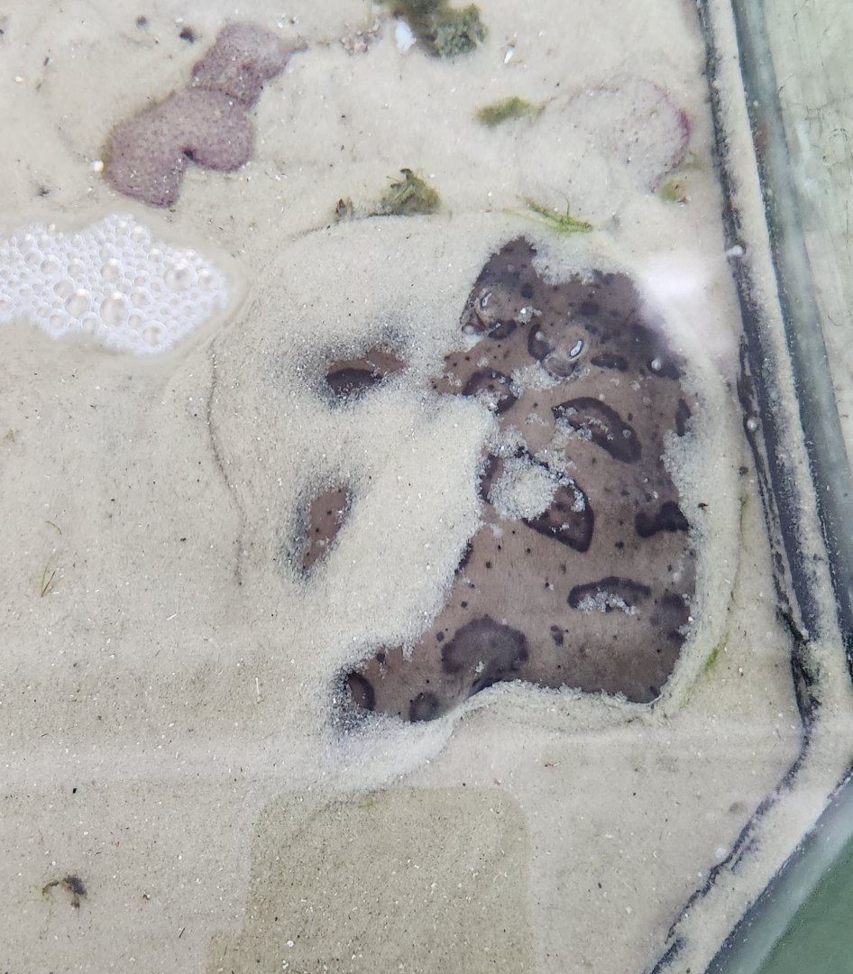 Gulf Specimen Aquarium - Narcine brasiliensis