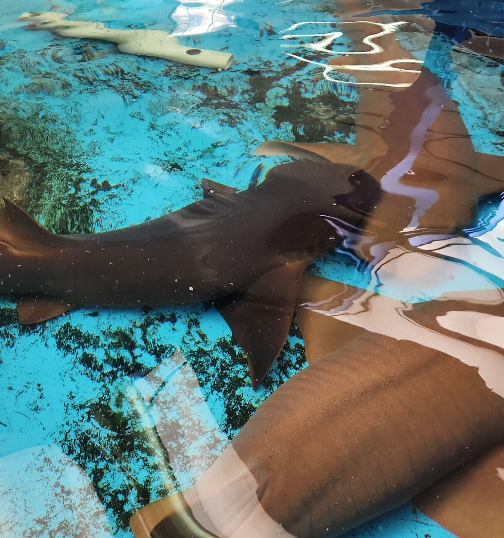 Gulf Specimen Aquarium -Nurse Sharks