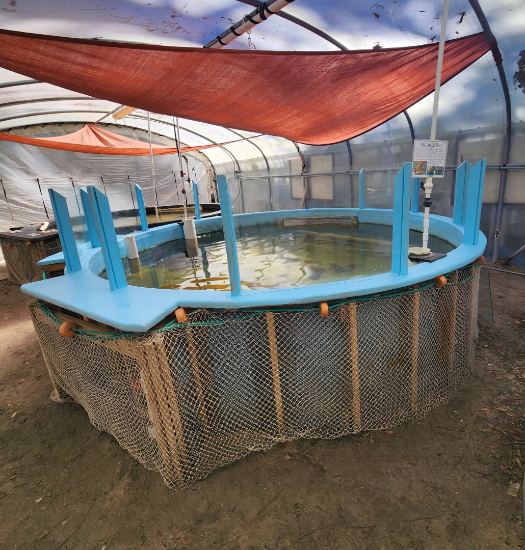 Gulf Specimen Aquarium - Sea turtle rehab tank