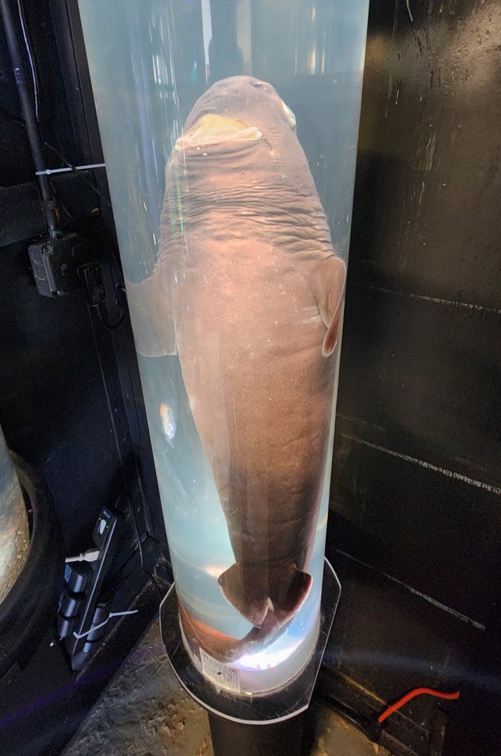 Gulf Specimen Aquarium - The Pickelerium (deep-sea shark)