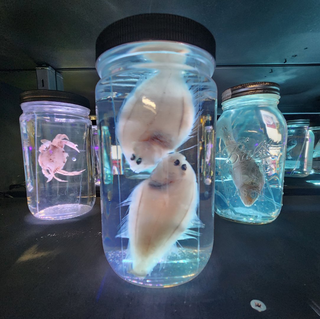 Gulf Specimen Aquarium - The Pickelerium (sole)