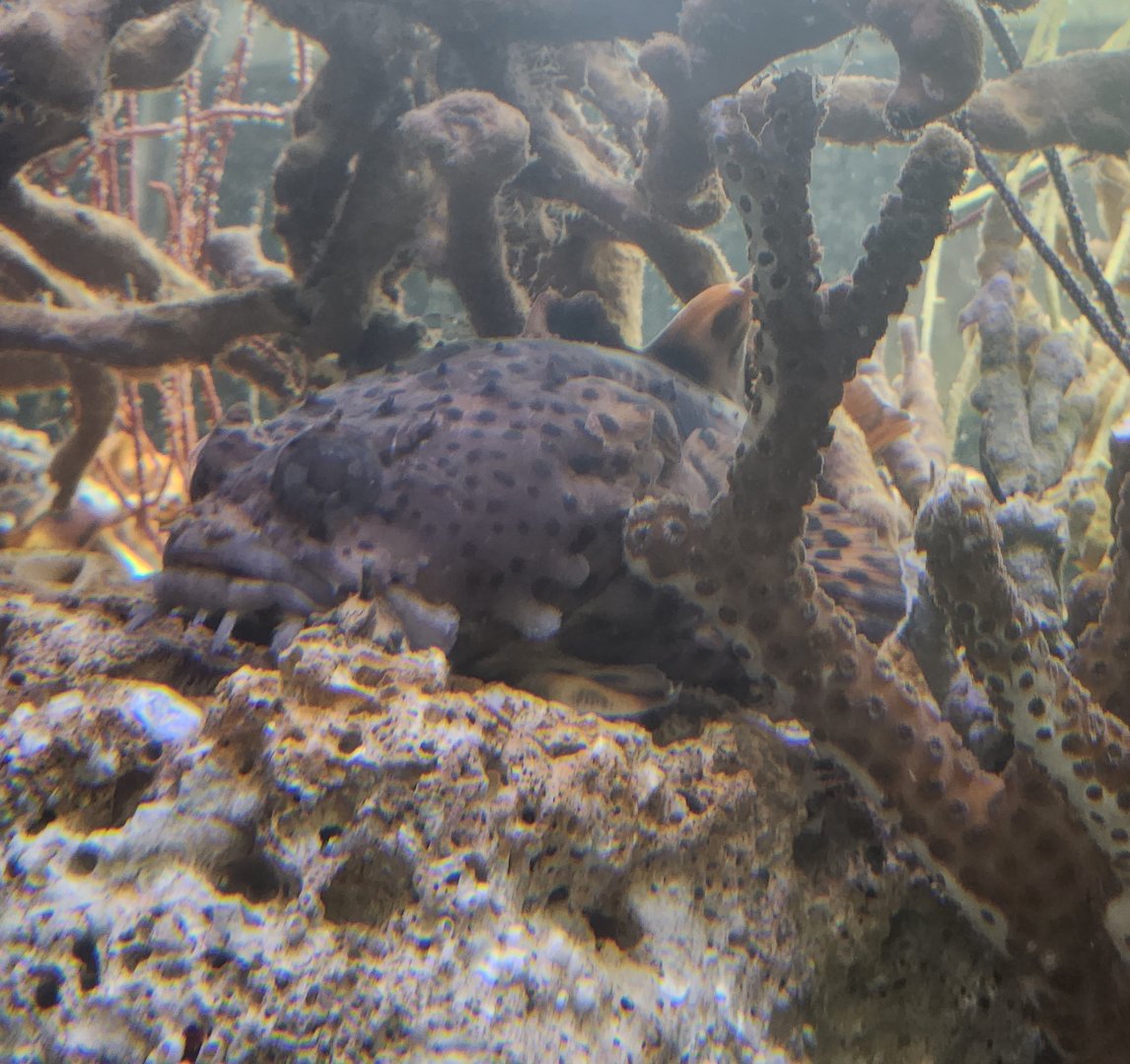 Gulf Specimen Aquarium - Toadfish