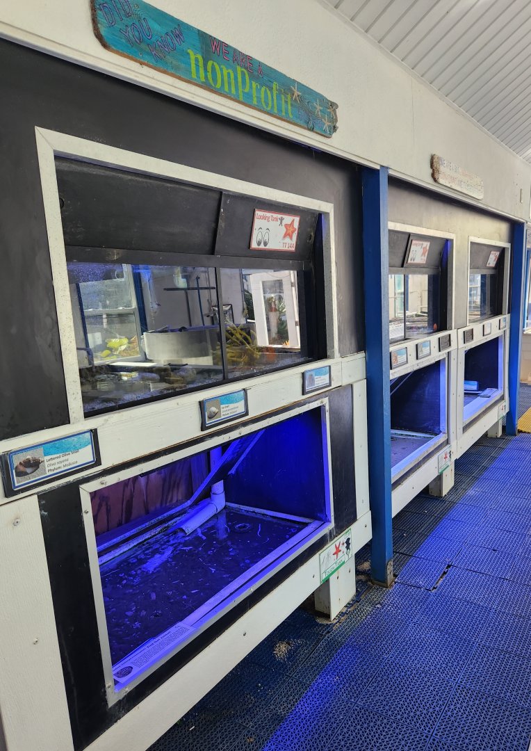 Gulf Specimen Aquarium - Wall tanks