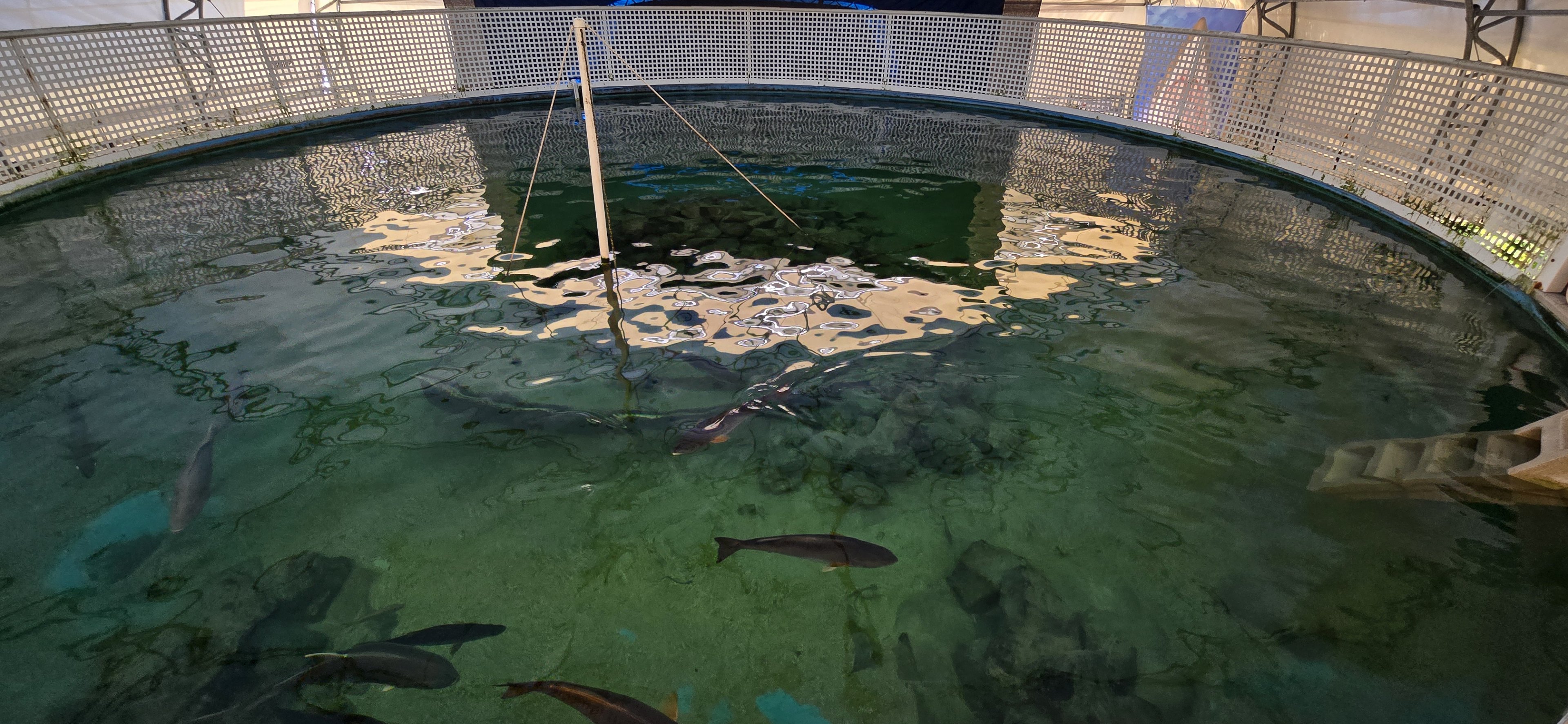 Gulf tank - from above