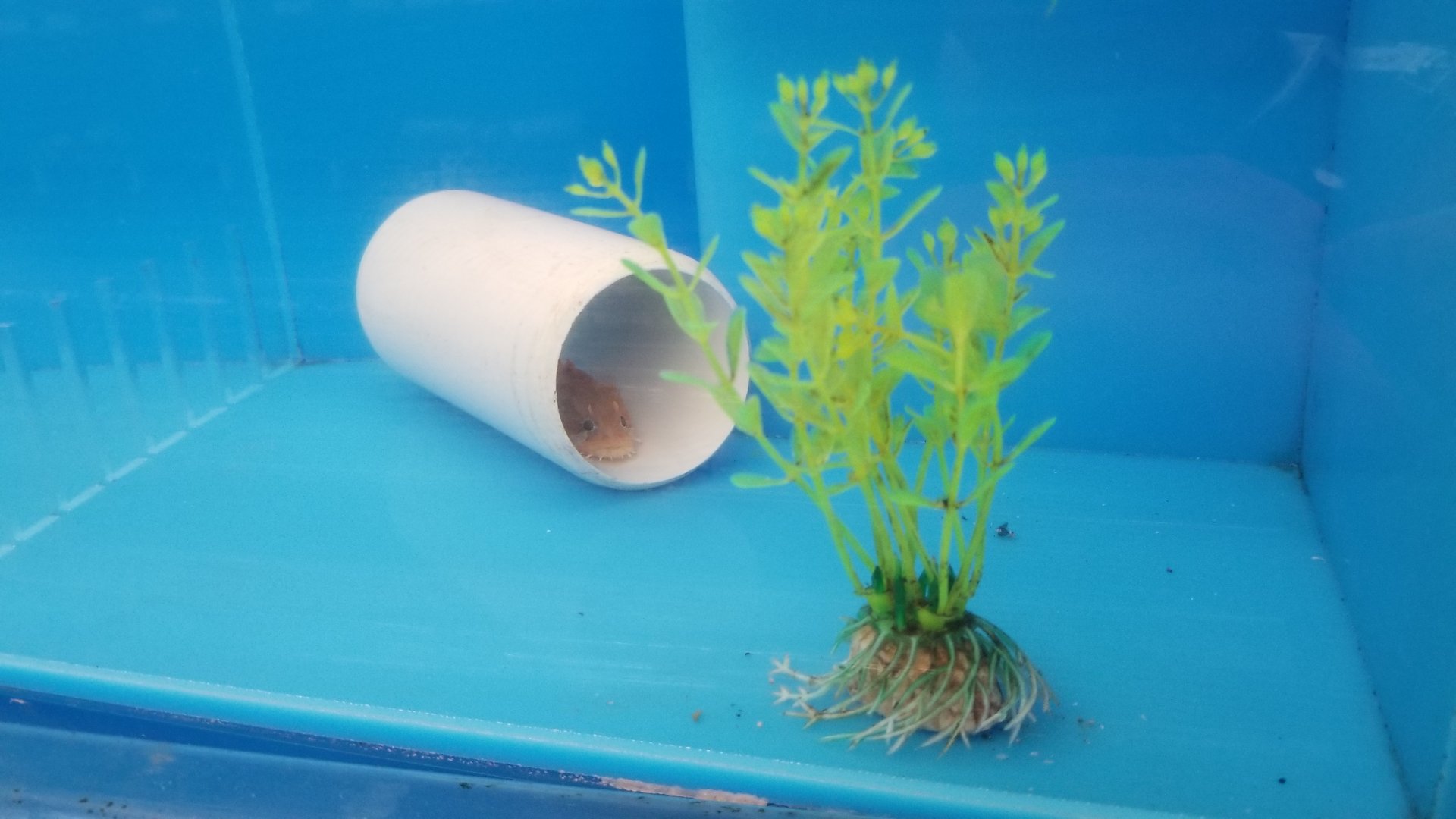 Gulf toadfish juvenile, Opsanus beta