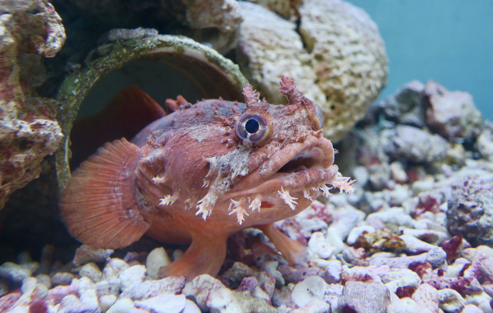 Gulf Toadfish (Opsanus beta)