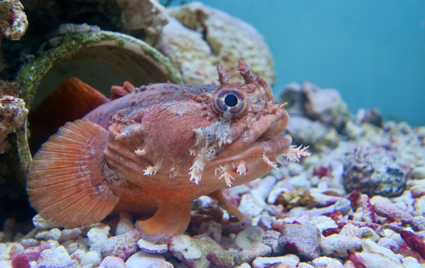 Gulf Toadfish (Opsanus beta)