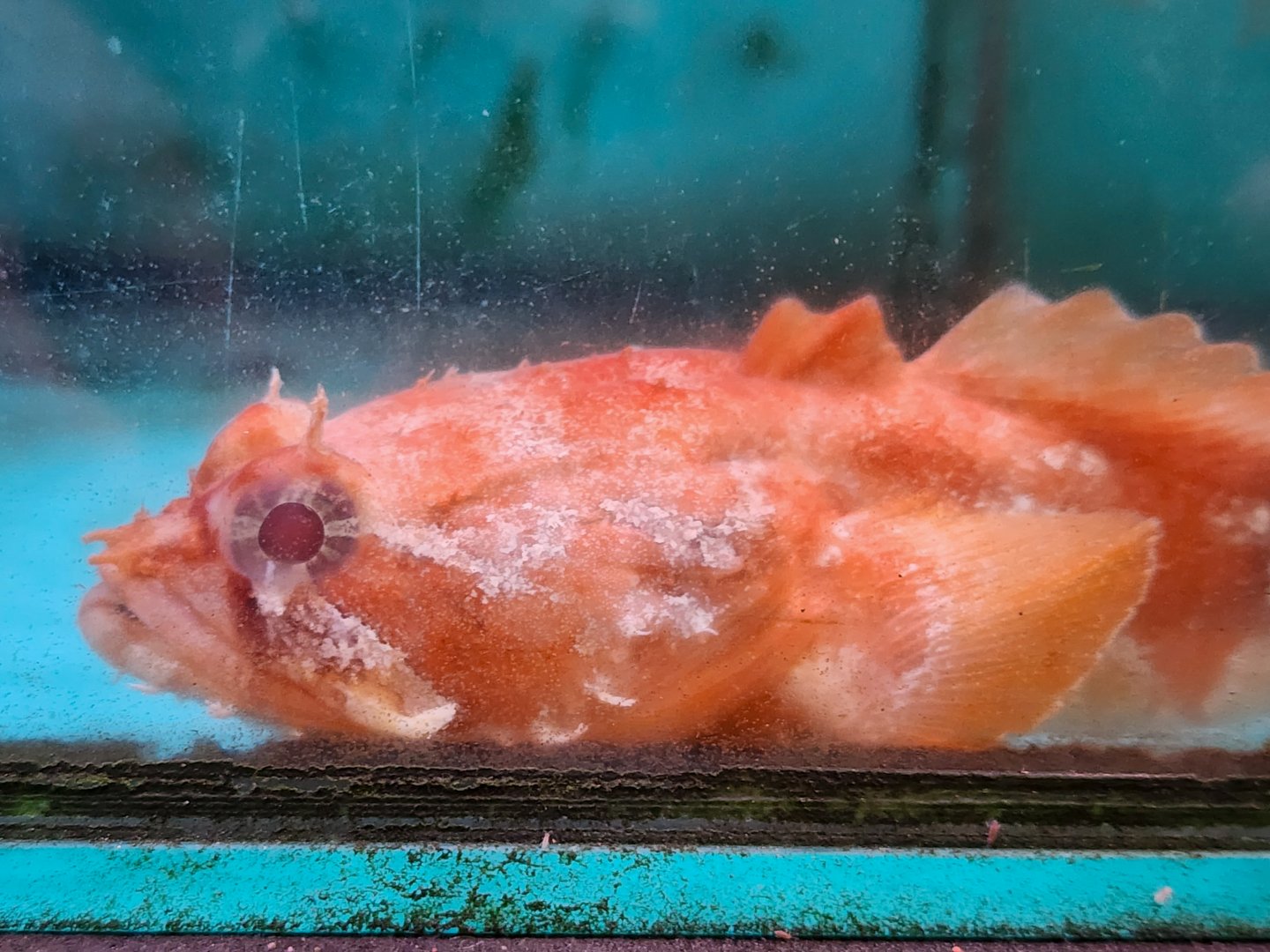 Gulf Toadfish (Opsanus beta)