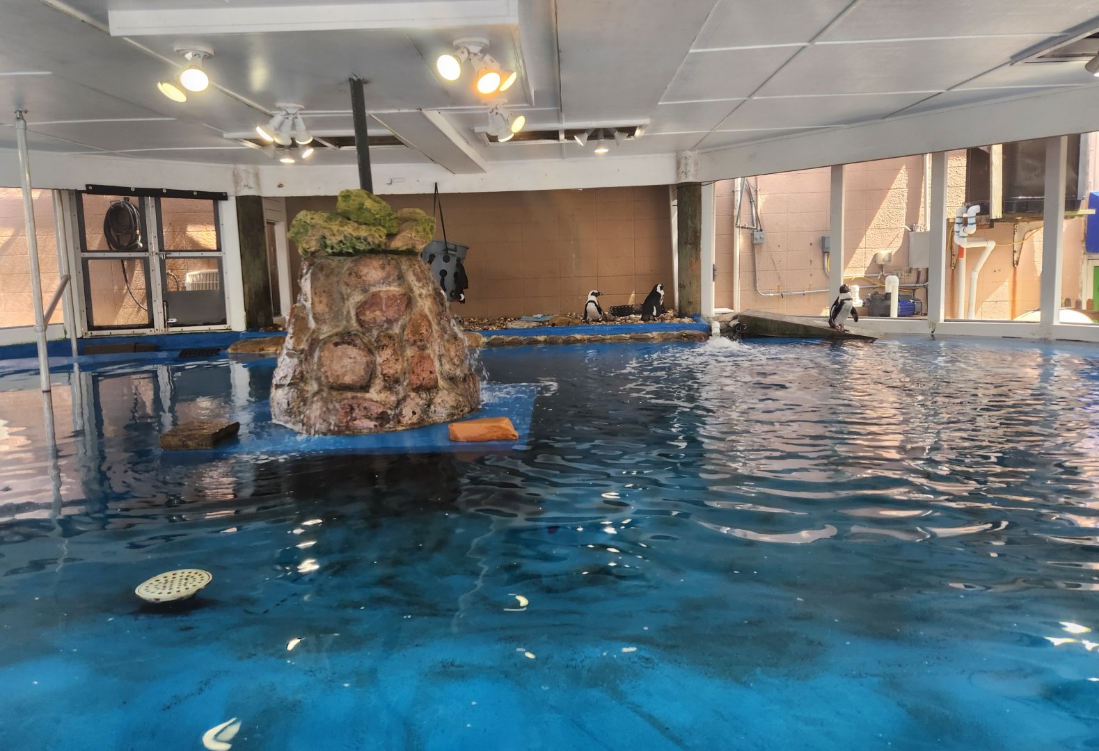 Gulf World - African Penguin exhibit