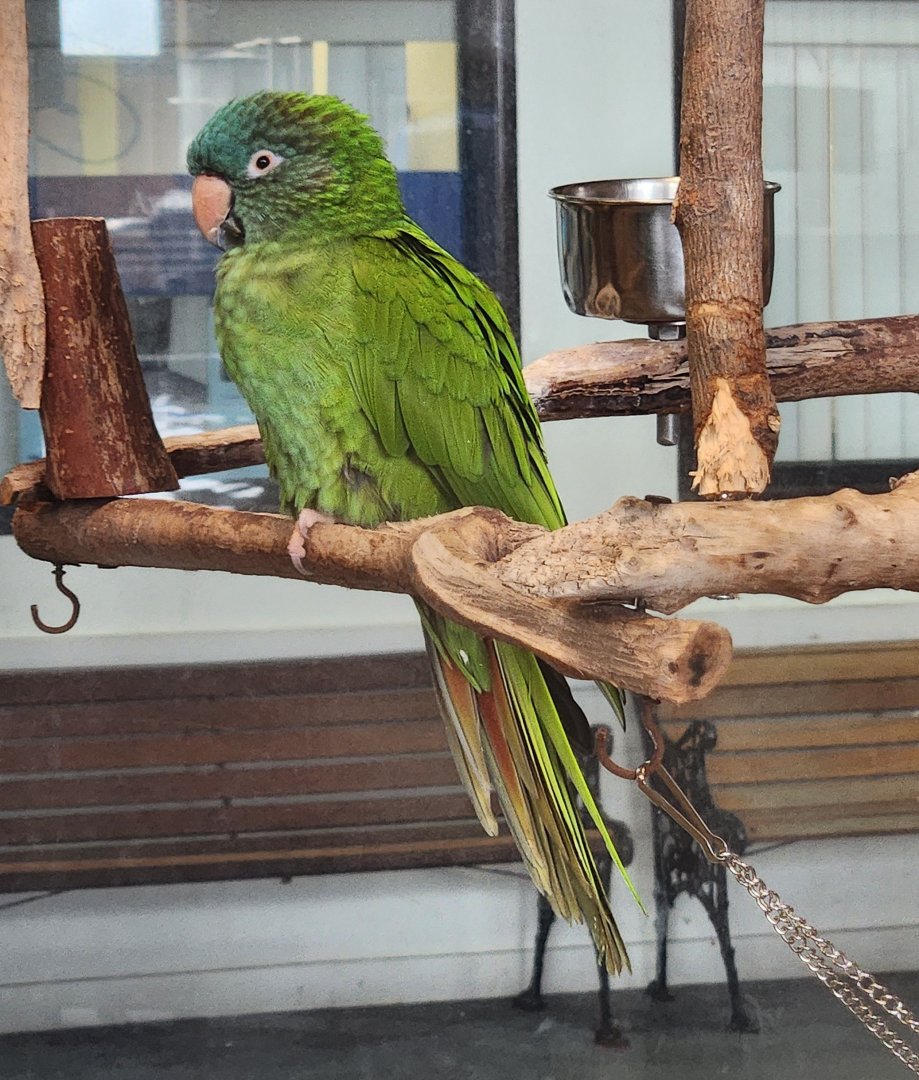 Gulf World - Blue-crowned Parakeet