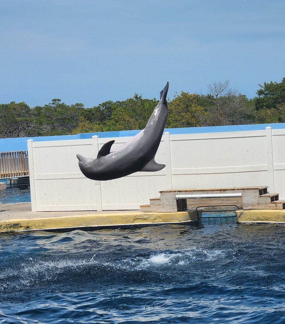 Gulf World - Bottlenose Dolphin flip