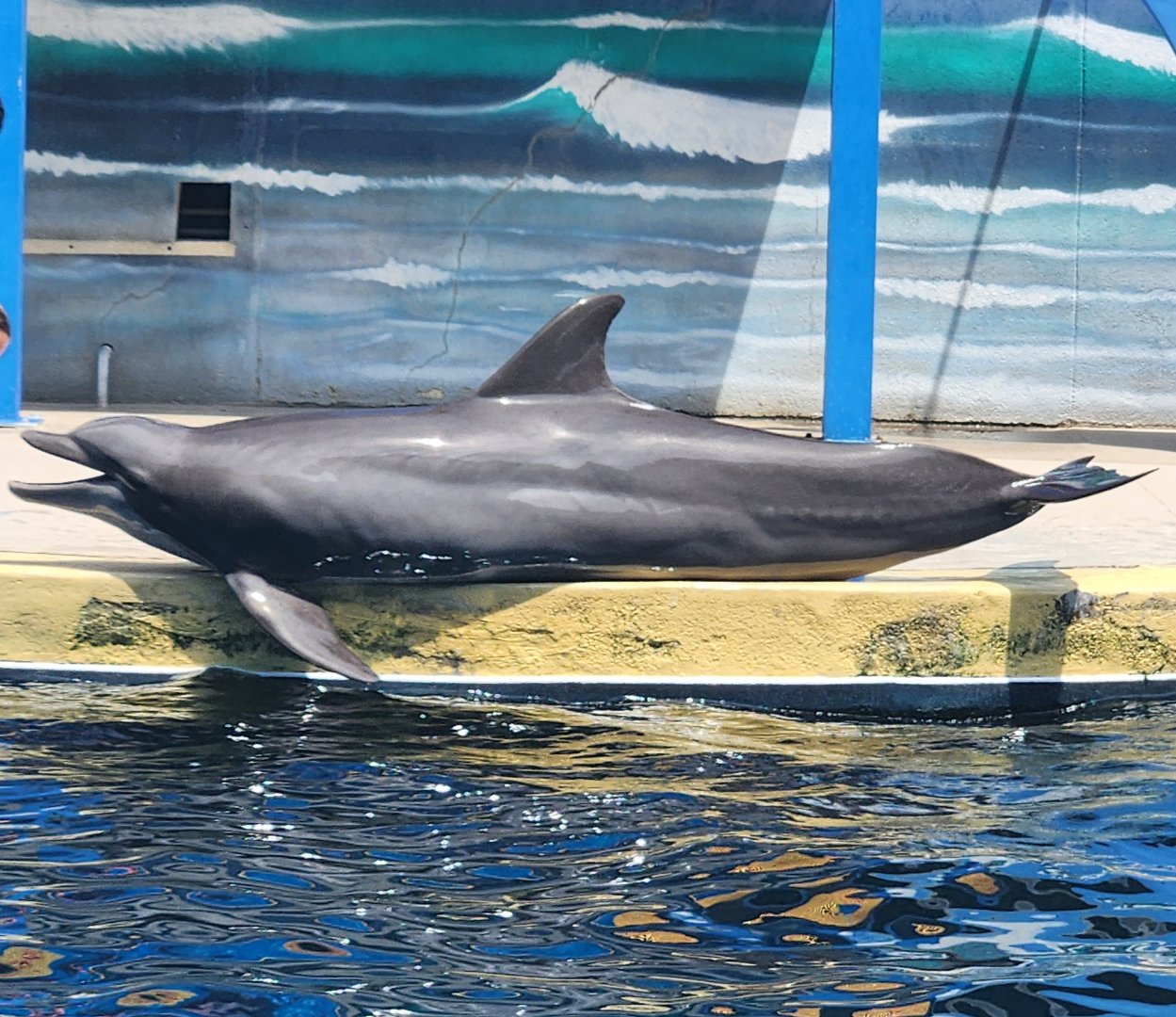 Gulf World - Bottlenose Dolphin greeting