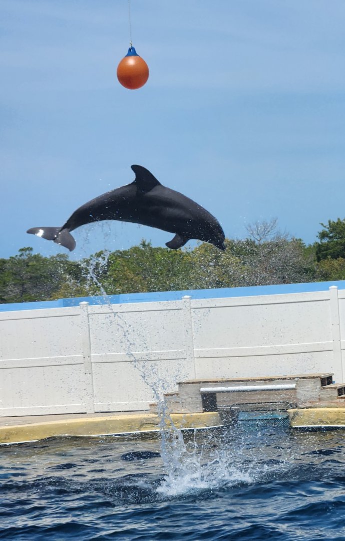 Gulf World - Bottlenose Dolphin