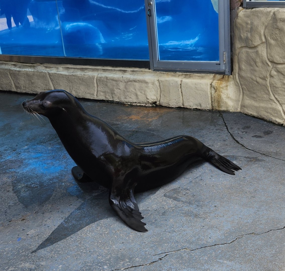 Gulf World - California Sea Lion