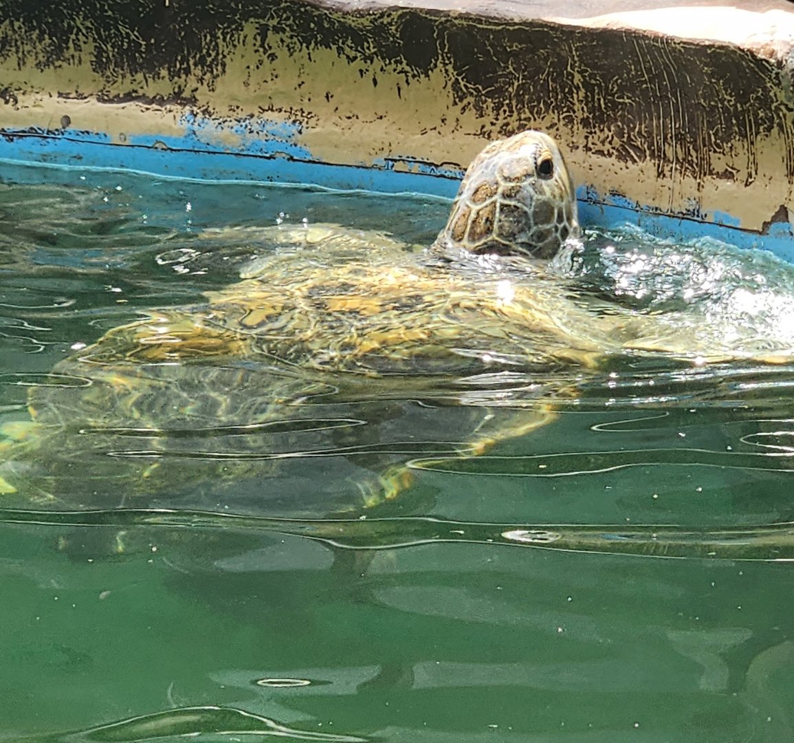 Gulf World - Green Sea Turtle