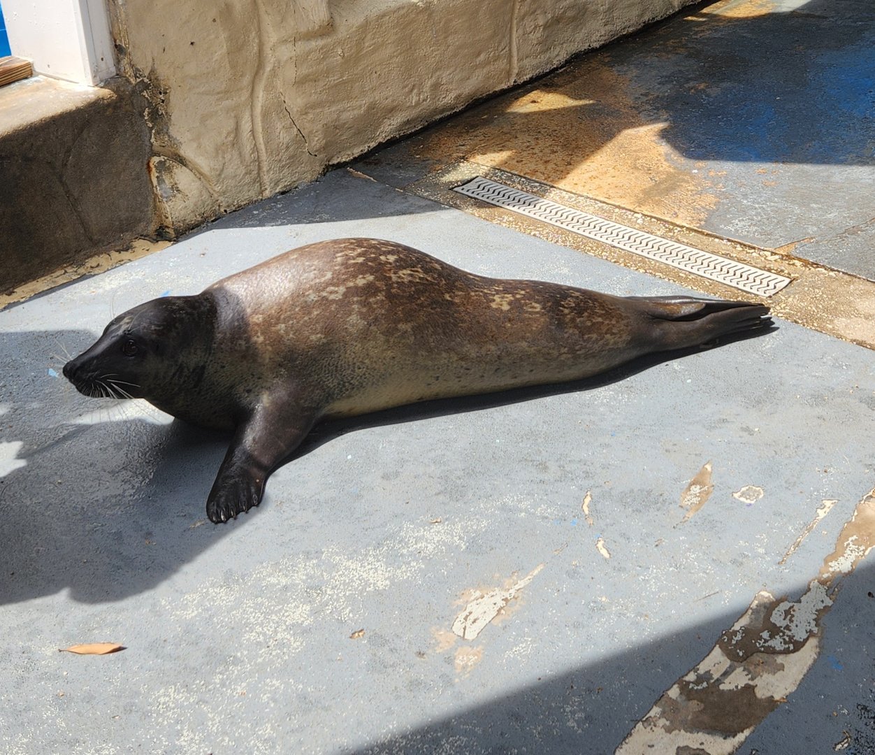 Gulf World - Harbor Seal