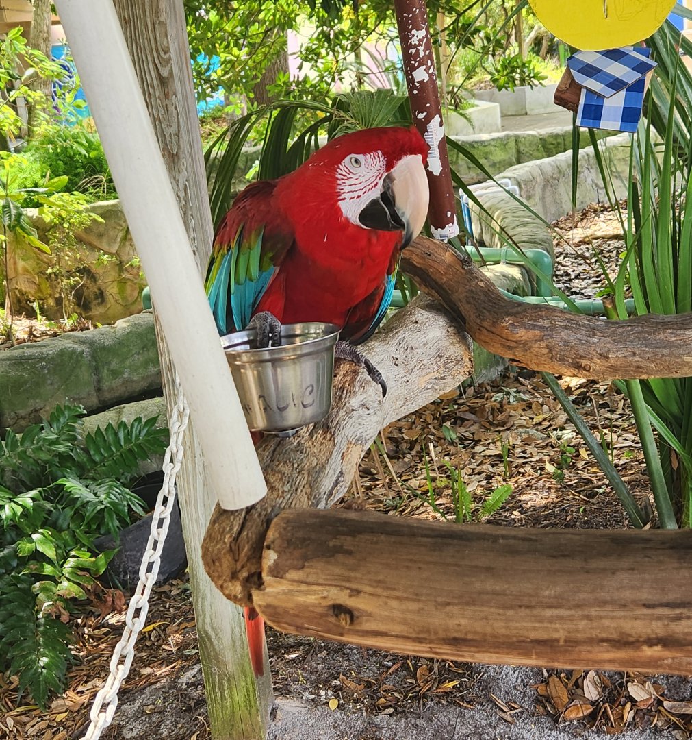 Gulf World - Macaw on stick