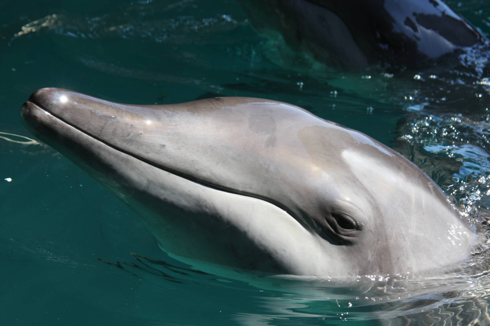 Gulf World Marine Park of Panama City Beach, Florida 2011